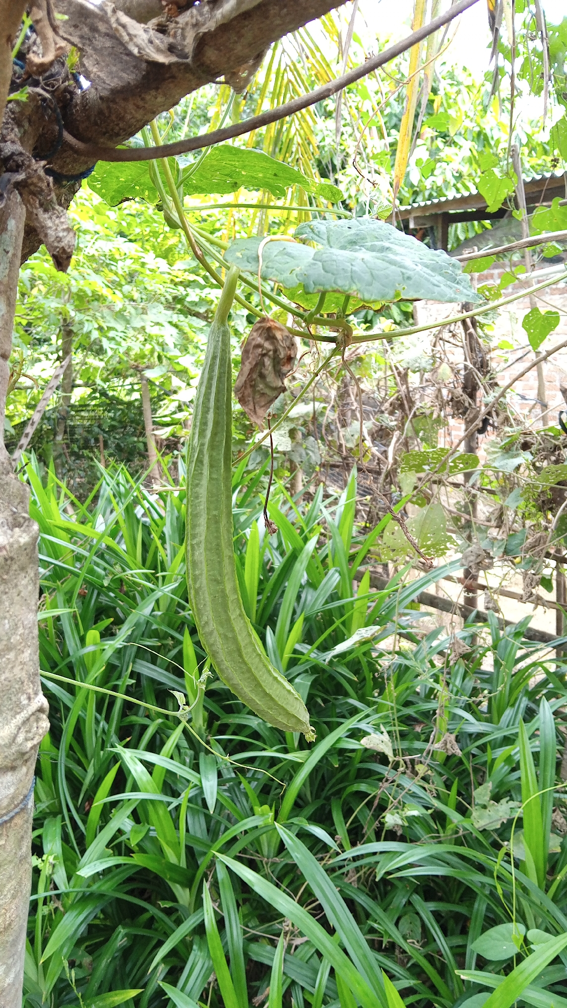 A long, green ridge gourd hangs from a vine in the foreground, its ribbed surface clearly visible. It is surrounded by lush, green foliage, likely pandan leaves, which fill the lower half of the image. In the background, a rustic wooden structure with a corrugated metal roof is partially visible, nestled amongst dense greenery and tree branches. The overall scene depicts a natural, outdoor environment with signs of cultivation, possibly in a residential area of Arabungong, Indonesia. The lighting suggests it is daytime, with some shadows indicating sunlight filtering through the leaves. There are no people or animals present in the image.