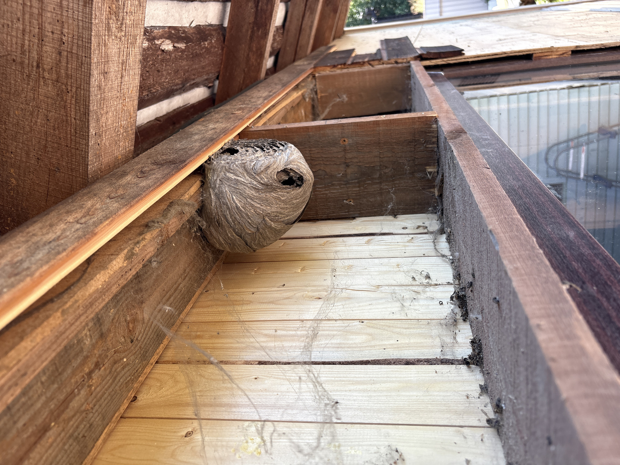 The image shows a wasp nest attached to the underside of a wooden structure, possibly an overhang or roof eaves. The nest is roughly spherical and has a distinctive papery texture with visible hexagonal cells. It is situated against a light-colored wooden wall with vertical planking. Cobwebs are visible on the wall and around the nest, indicating a lack of recent activity. In the foreground, a wooden shelf or beam is visible, covered in dust and debris. A small cluster of dead insects, likely wasps, is present on this shelf, along with scattered individual insects. The overall environment appears somewhat neglected or derelict. The specific location in the city of Ветлужский, Russia, is not discernible from the visual information alone.
