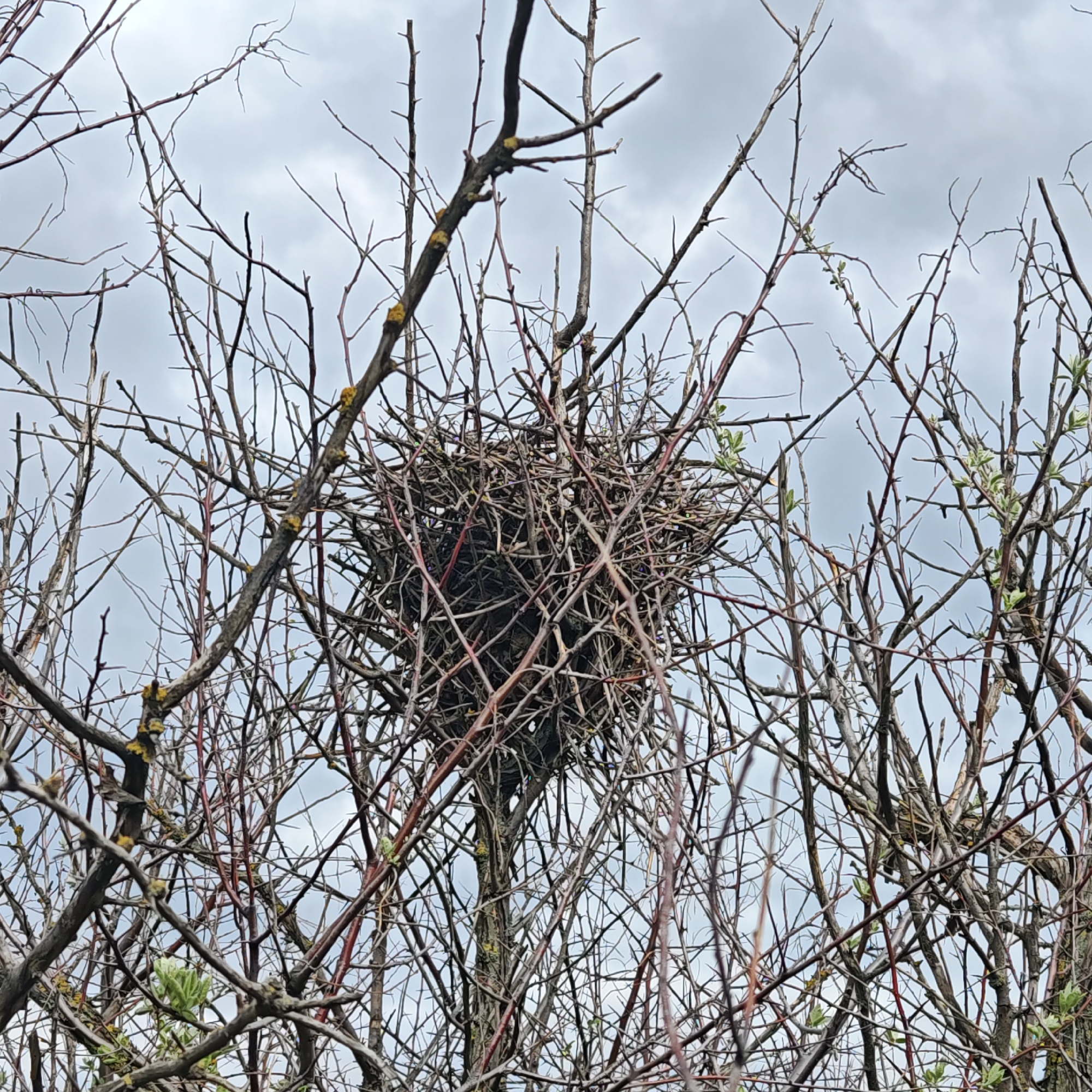 The image shows a bird's nest constructed of twigs and branches, centrally located within a tangle of bare tree branches. Some branches show very small green buds, indicating early spring. The sky behind the branches is overcast. The scene is in Taganrog City District, Russia.