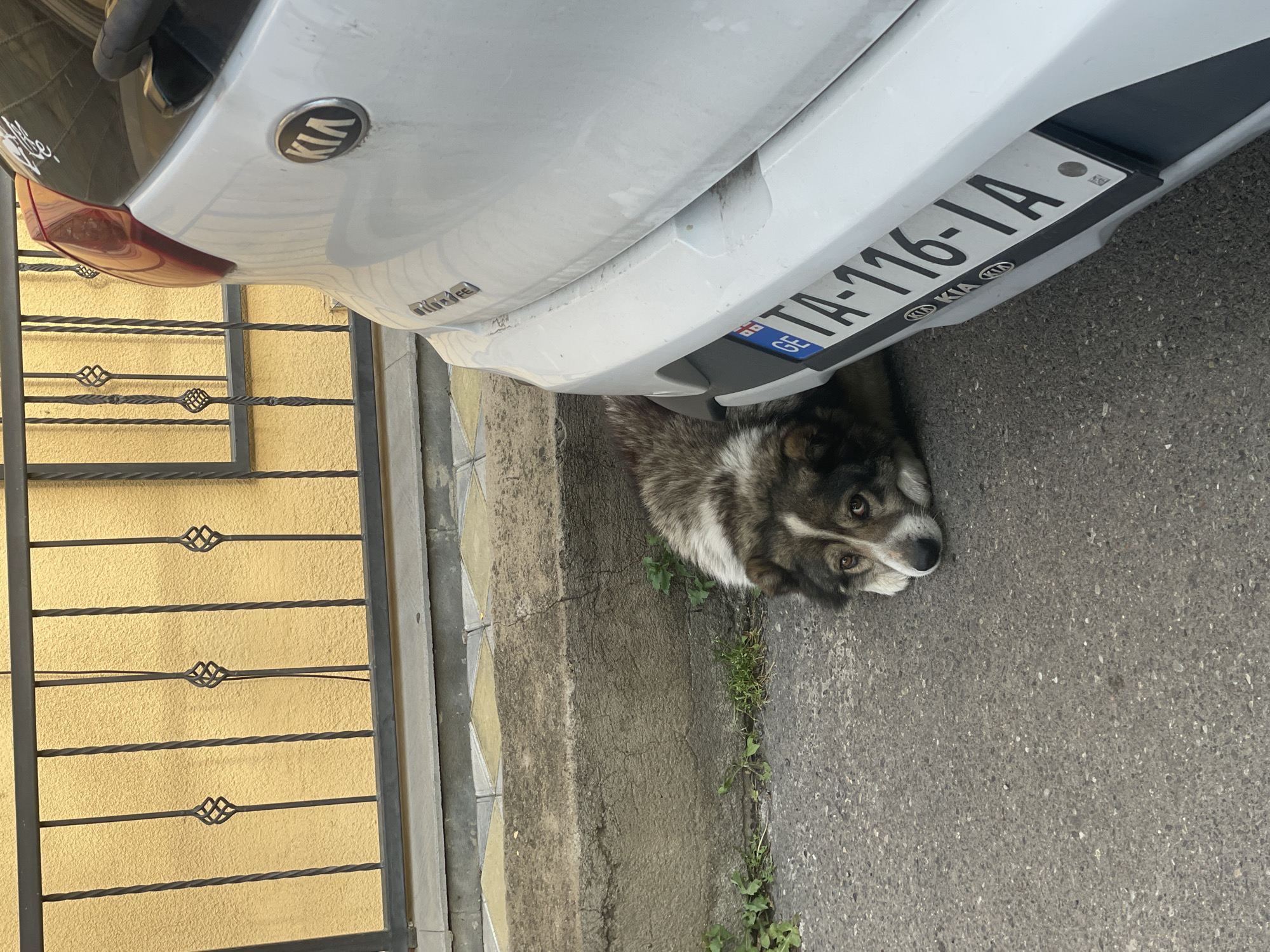 A medium-sized, brown, black and white dog rests under the rear bumper of a white Kia motor vehicle parked on a grey paved road next to a sidewalk. The Kia’s license plate reads "TA-116-IA". The sidewalk abuts a wall with a gold-colored metal fence. The photograph was taken in Tbilisi, Georgia.