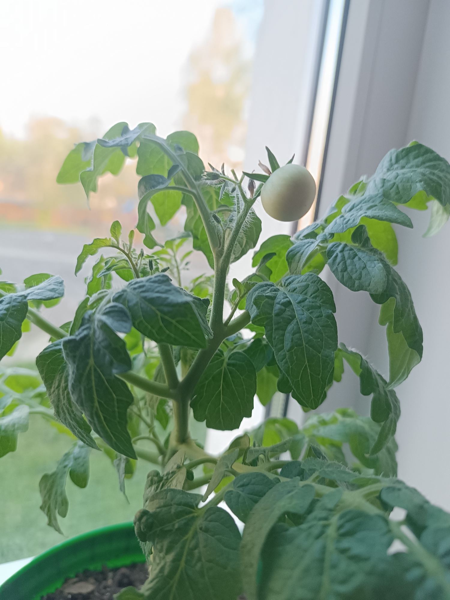 The image shows a tomato plant in a green plastic pot, likely indoors. A single, unripe, green tomato is visible on the plant. The plant has multiple stems and leaves with a fuzzy texture. The background shows a window with an out-of-focus cityscape visible. Location: Unknown, Unknown.