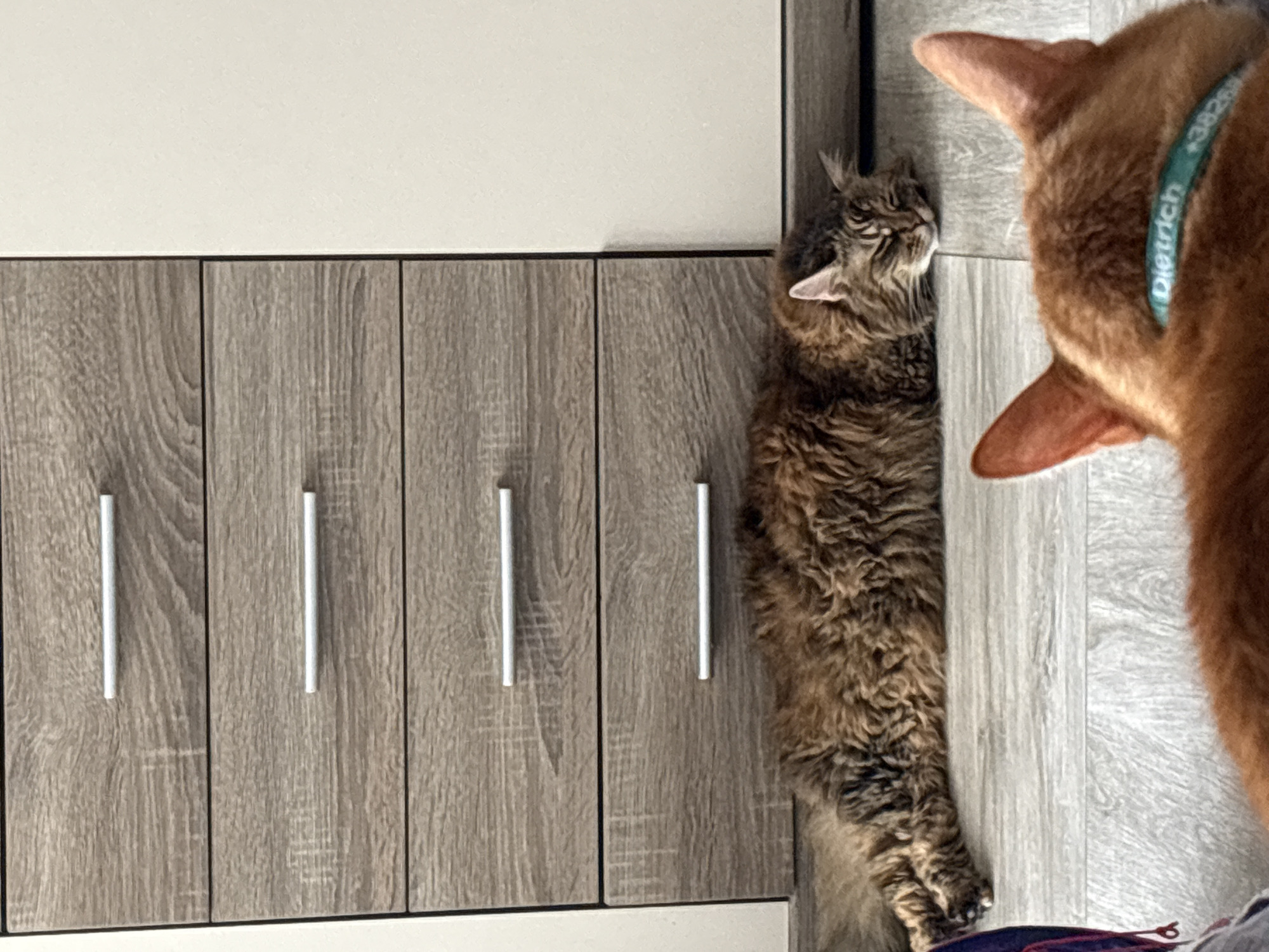 A long-haired, brown tabby cat lies stretched out on a wooden floor next to a cupboard with wooden-effect doors and silver handles. An orange cat with a turquoise collar labeled "Dietrich +382" is partially visible in the foreground. The scene is indoors. No people are visible. Location specifics are not discernible within the image.