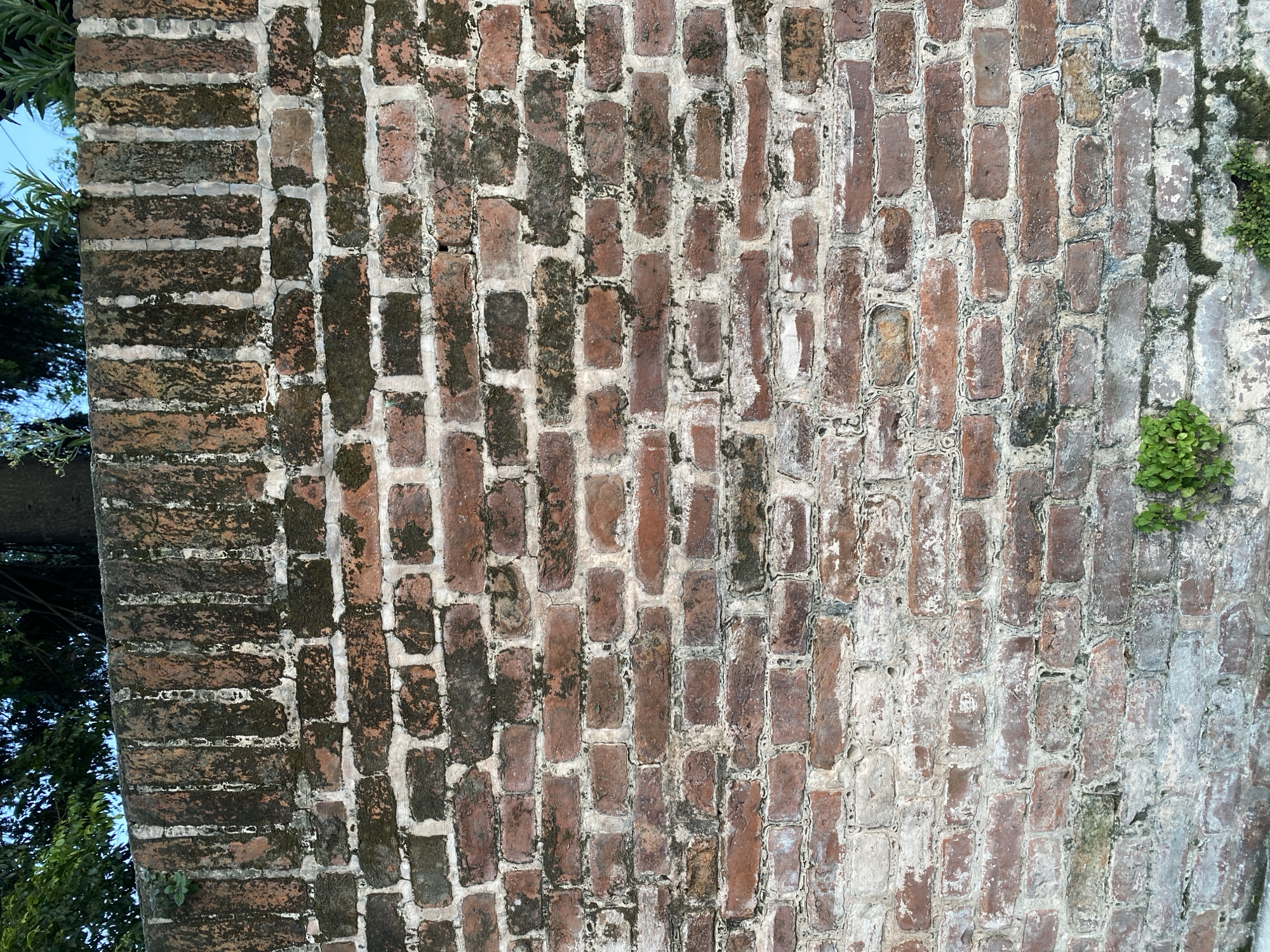 The image shows a close-up, eye-level view of an old, weathered brick wall. The bricks are predominantly reddish-brown with some areas showing signs of wear, discoloration, and moss or lichen growth, particularly along the mortar lines and on the top row of bricks. The mortar is white and crumbly in many places, indicating age. The top of the wall has a distinct pattern of vertical brick projections. Above the wall, out of focus, are the dark green leaves of trees and a glimpse of a blue sky. In the lower part of the image, at the base of the wall, are small clusters of vibrant green plants. The scene is devoid of people or any discernible activity. Based on the architectural style and the presence of vegetation, this scene could be found in various parts of Kathmandu Metropolitan City, Nepal, where such aged brick structures are common, often forming boundary walls for older buildings or properties.