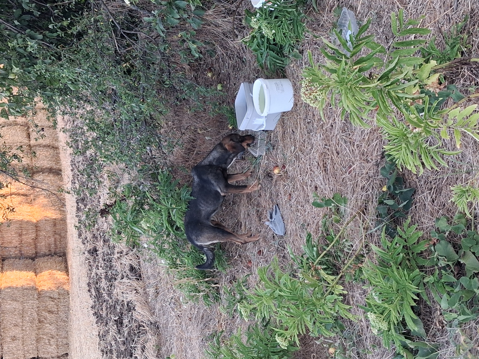A medium-sized dog with dark fur and brown markings is drinking from a shallow plastic container. The dog is standing in dry, straw-like vegetation next to two white buckets, one slightly larger than the other. A grey fabric item, possibly a glove, lies on the ground nearby. In the background, stacked bales of hay are visible, along with some green foliage and scattered apples on the ground. The scene appears to be outdoors, in a rural or agricultural setting. There is no indication of a specific location in the city of Goran, Bulgaria.
