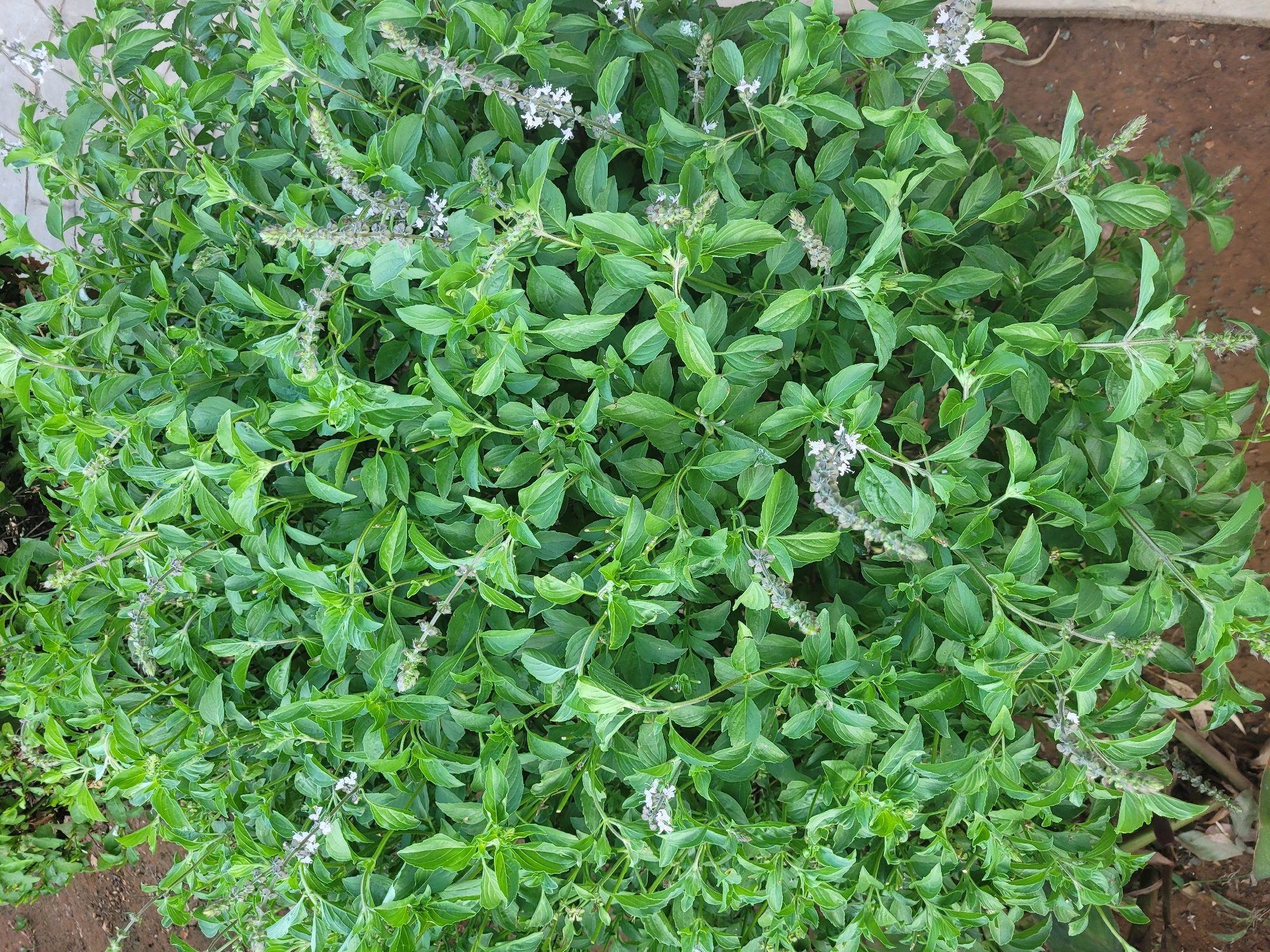 A top-down, medium shot captures a dense, vibrant green basil plant in Trachoni, Cyprus. The plant is full of lush, ovate leaves, many of which are slightly curled. Small, delicate white flower spikes are scattered throughout the foliage, some appearing more developed than others. The ground beneath the plant is a reddish-brown soil, with a few dry leaves and some blurred greenery visible at the edges. The overall impression is one of healthy, abundant growth in an outdoor environment.