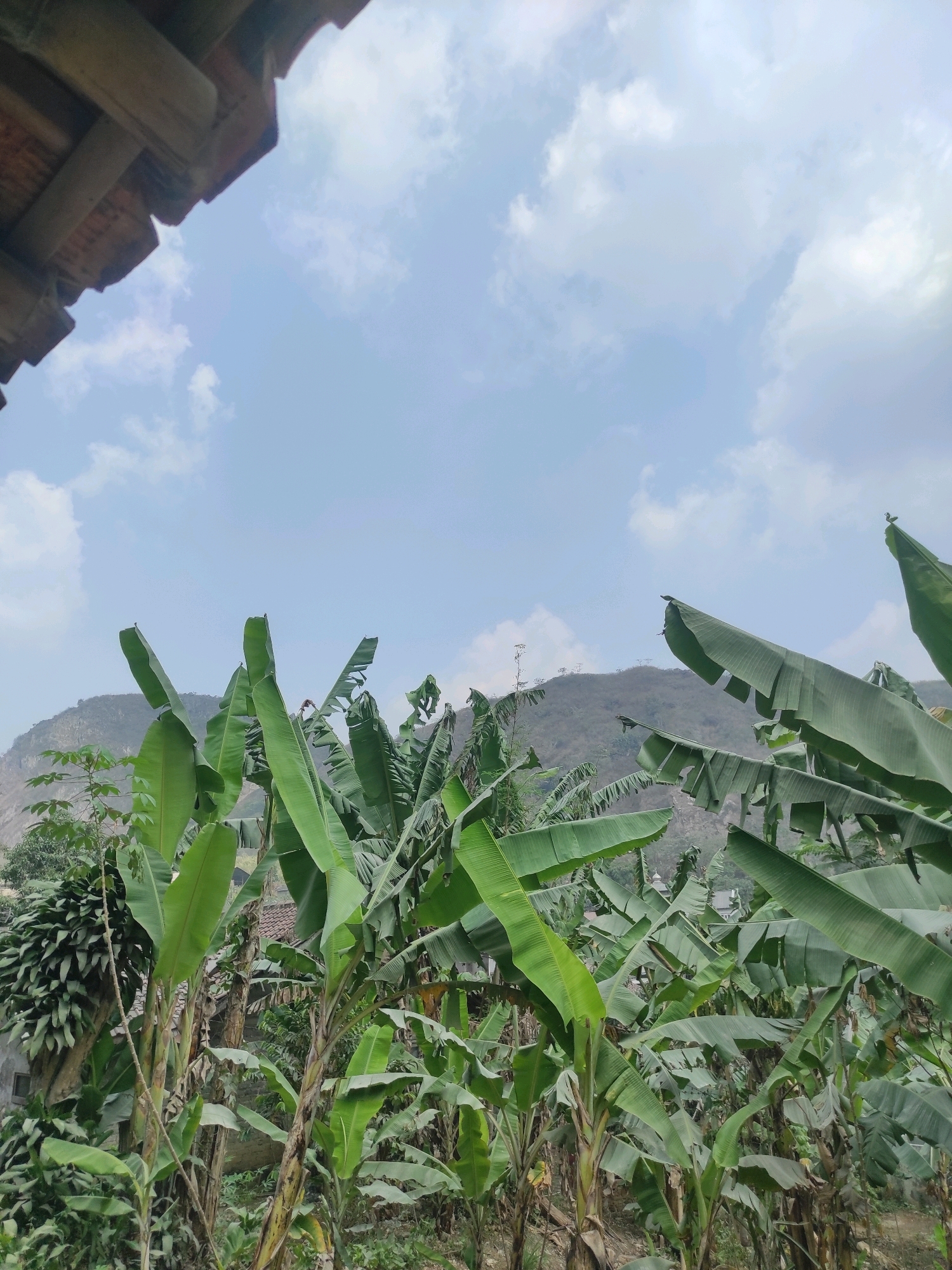 In Gunungmasigit, Indonesia, a view showcases lush green banana trees against a backdrop of rolling hills under a partly cloudy sky. The foreground is dominated by the large, vibrant leaves of the banana plants, their stalks visible. The middle ground reveals more foliage, with hints of traditional Indonesian architecture peeking through the dense vegetation. In the distance, rugged hills rise up, their slopes covered in sparser greenery, and the sky above is a pale blue, dotted with fluffy white clouds. A portion of a wooden roof structure is visible in the upper left corner of the image, suggesting a dwelling or shelter.