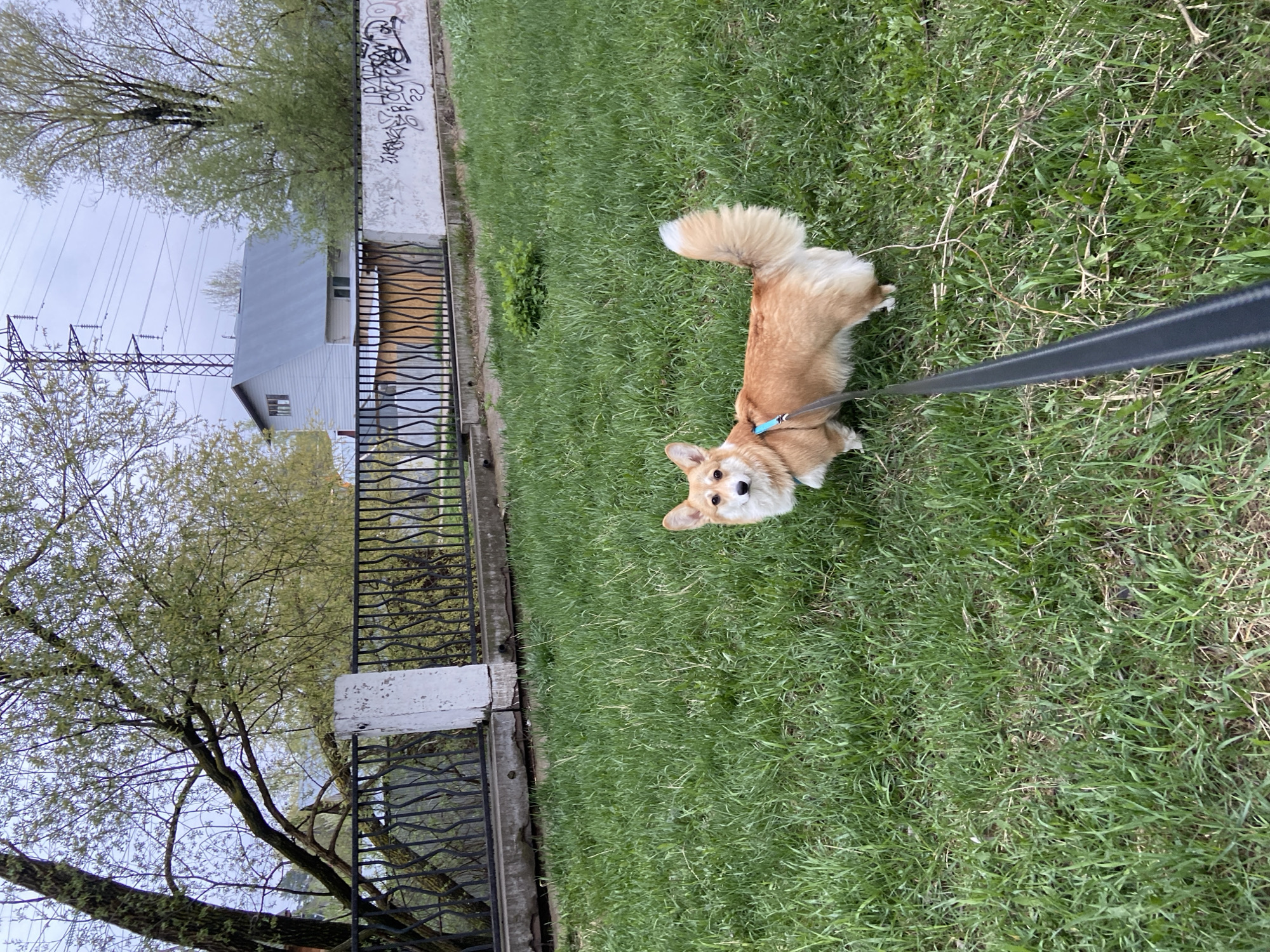 A medium shot shows a corgi wearing a blue collar and leash standing in the grass, looking up at the camera. The leash extends out of frame to the right. A metal fence runs parallel to the grass on the left side of the frame. Behind the fence, there is a building with a grey roof. Power lines are visible in the sky beyond the building. There is a concrete wall next to the fence that has some graffiti on it. Trees line the bottom left of the frame. The picture was taken in the city of Chaikovsky, Russia.