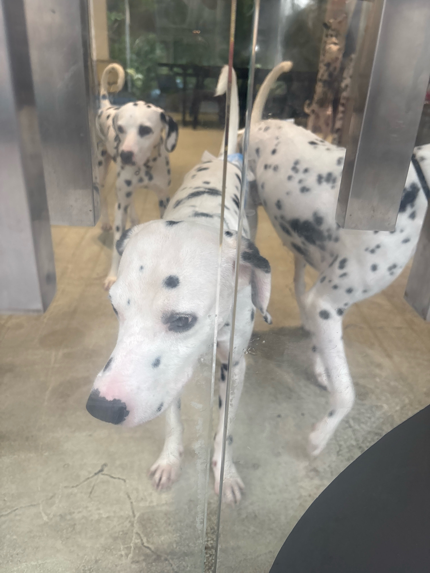 The image shows three Dalmatians behind a glass partition. The closest dog is facing the camera and appears to be looking down. Its snout is pink with black spots, and its ears are black. The middle dog is slightly behind and to the left of the first dog, also facing the camera. The third dog is further back and to the right, with its body mostly visible, showing its characteristic spotted coat and curled tail. The environment appears to be indoors, possibly a cafe or shop, with a concrete floor and metal framing for the glass. The background is blurred, showing some greenery and furniture, suggesting an urban setting. Based on the provided context, this scene is located in Panyu District, China.
