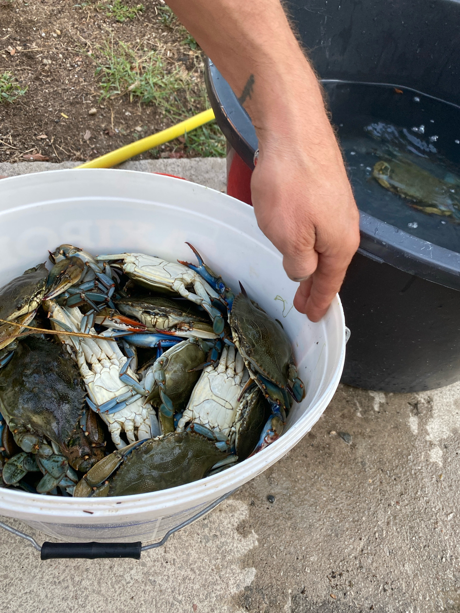The image shows a close-up of a white bucket filled with blue crabs. A person's arm and hand are visible, reaching towards the bucket. To the right of the bucket, a large black tub containing water and at least one crab can be seen. The background suggests an outdoor setting with dirt, grass, and a yellow hose. The concrete ground surface is wet in places. The scene appears to depict someone harvesting or transporting crabs. The image does not contain any information about the location in the city of Zgrade, Montenegro.