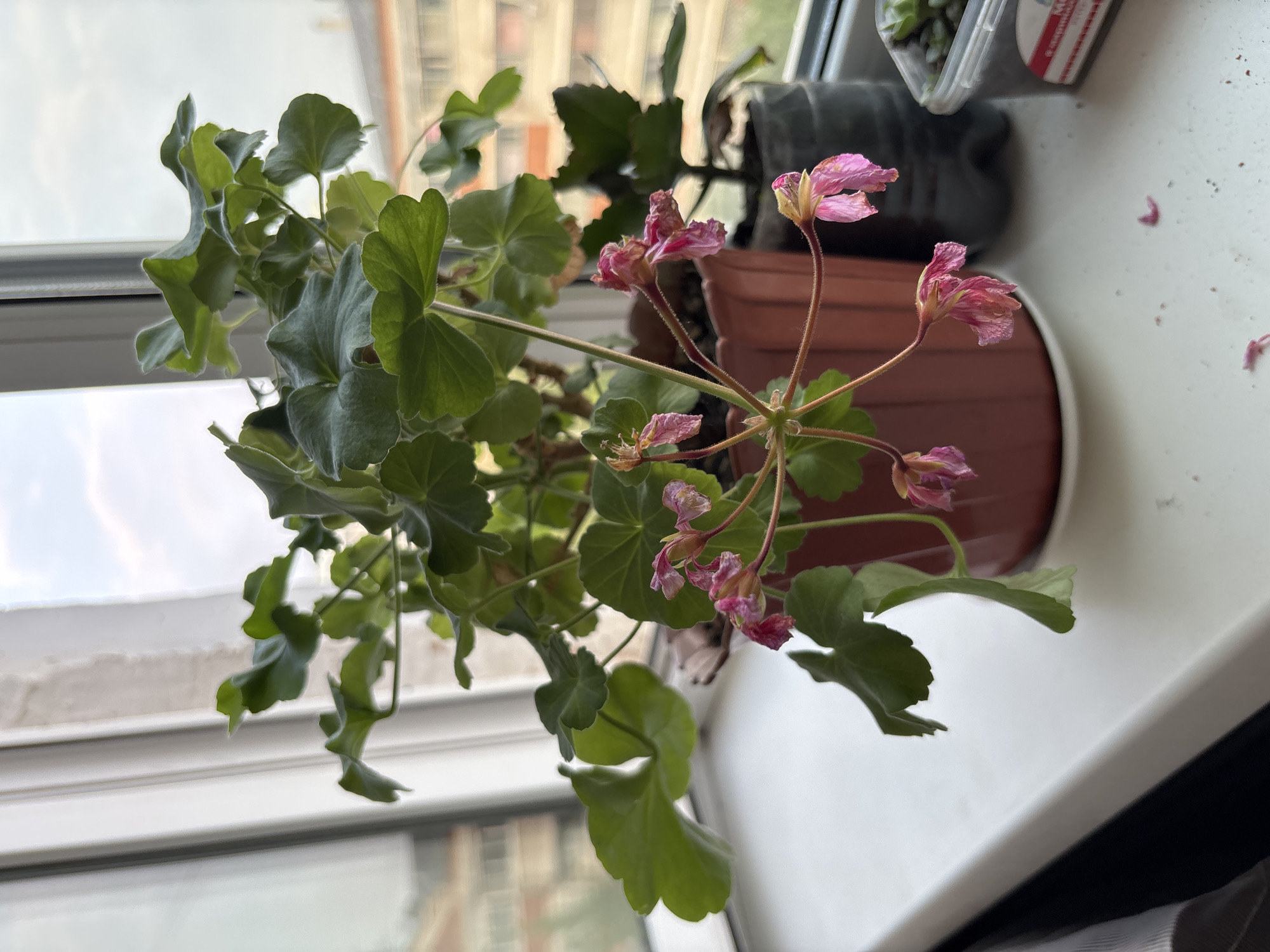 A close-up shot focuses on a potted geranium plant with wilting pink flowers and green leaves, positioned on a windowsill. The plant is in a reddish-brown plastic pot, which rests on a white saucer. Behind the geranium, another potted plant in a dark plastic container is visible. To the right, a clear plastic container holds a small succulent. The windowsill is white and slightly dusty, with a few fallen flower petals scattered on its surface. The background reveals a blurred view through a window, showing buildings and a cloudy sky. The scene is indoors, likely in an apartment in Blagoveshchensk, Russia, given the architectural style of the buildings. There are no people present.