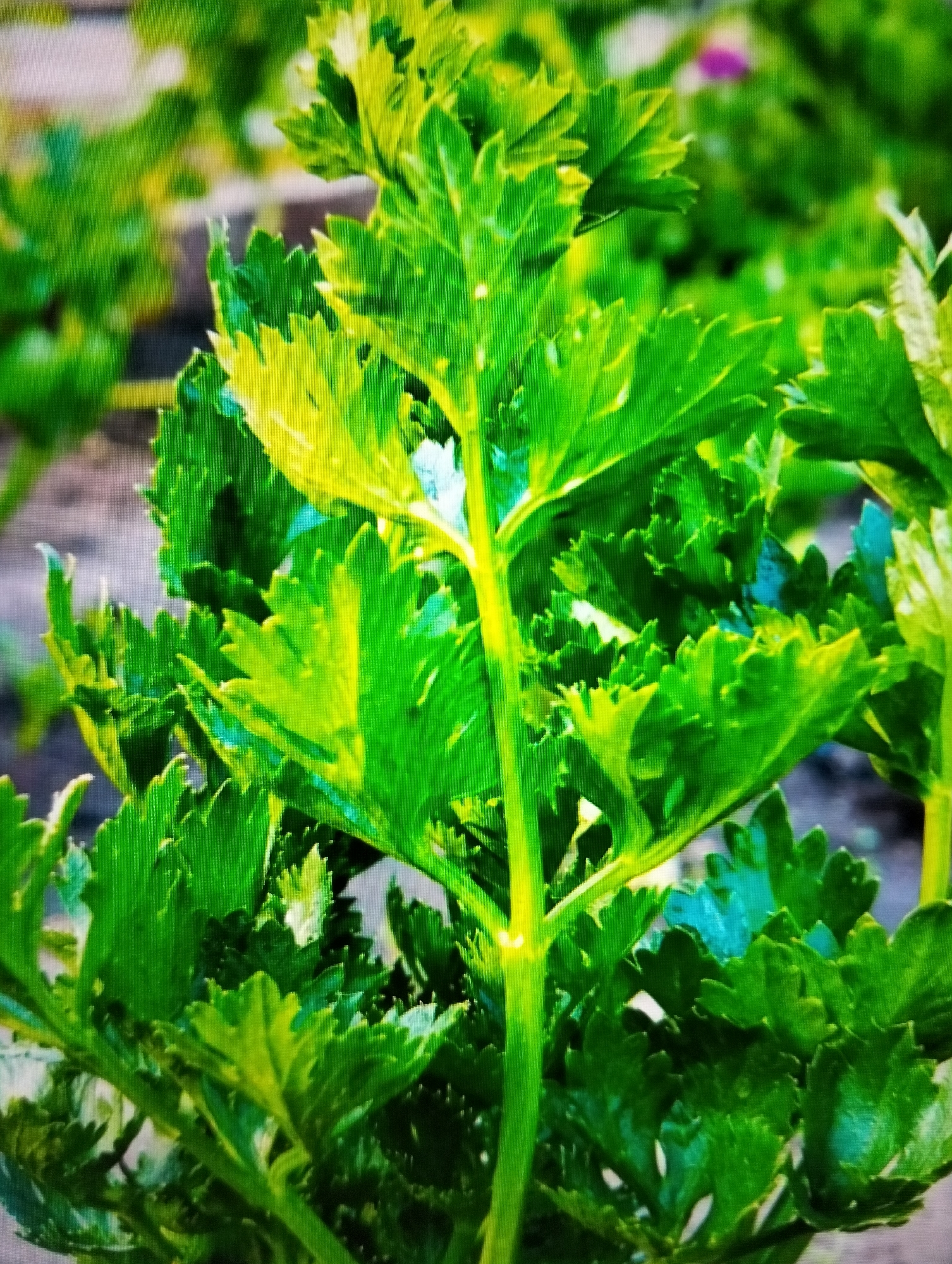 A close-up, slightly blurry photograph showcases the vibrant green foliage of a celery plant. The leaves are serrated with distinct veins, and some exhibit a yellow-green hue, suggesting they are catching the sunlight. The plant's stalk is thick and green, with smaller leaves branching out. The background is out of focus, showing hints of soil and other greenery. A small, blurry purple object, possibly a flower, is visible in the upper right quadrant. The overall impression is of a healthy, growing plant in an outdoor setting, likely a garden. There are no people or identifiable landmarks present to indicate a specific location within Payagaboh, Indonesia.