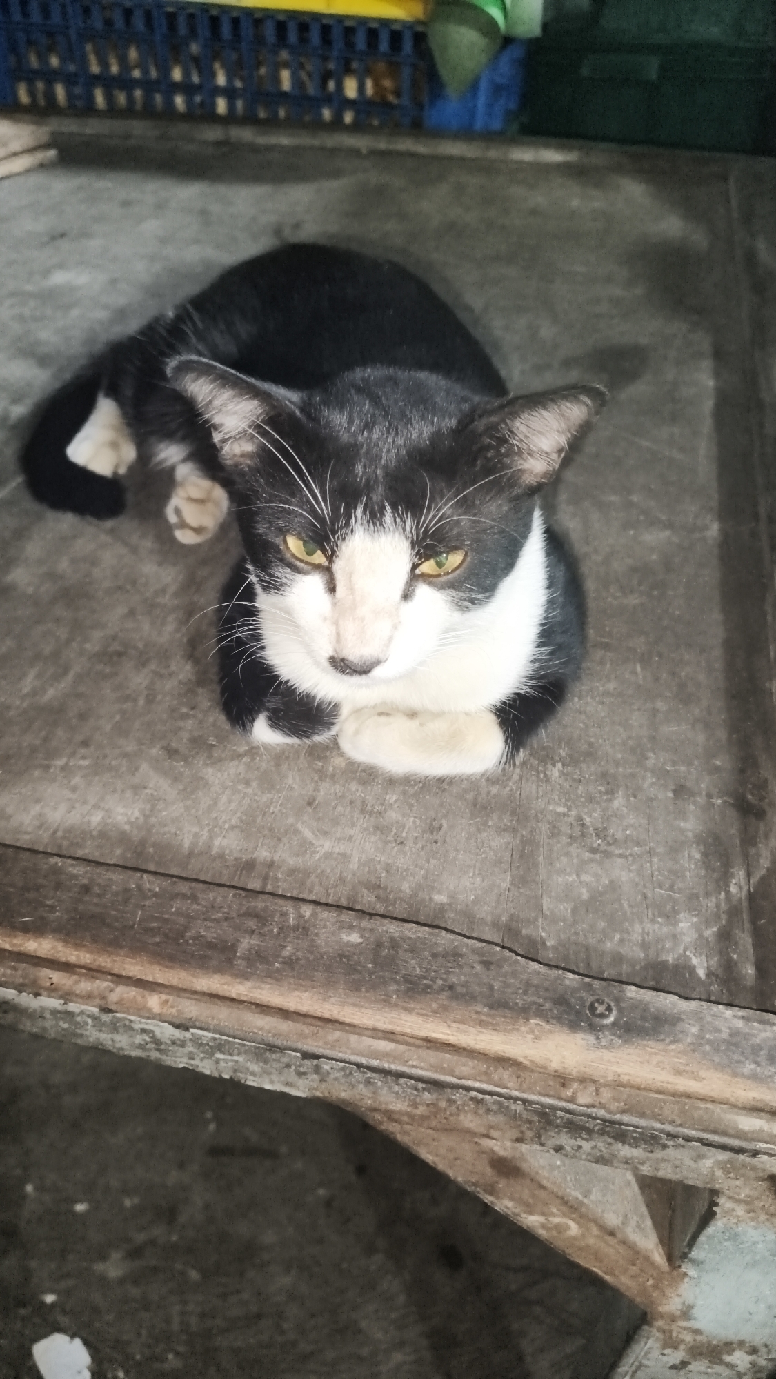 In South Jakarta, Indonesia, a black and white cat with yellow eyes is resting on a weathered wooden surface. The cat is curled up, with its front paws tucked beneath its chest. The background is blurred, but appears to show some shelving units and a textured floor. The lighting is dim, creating shadows around the cat.