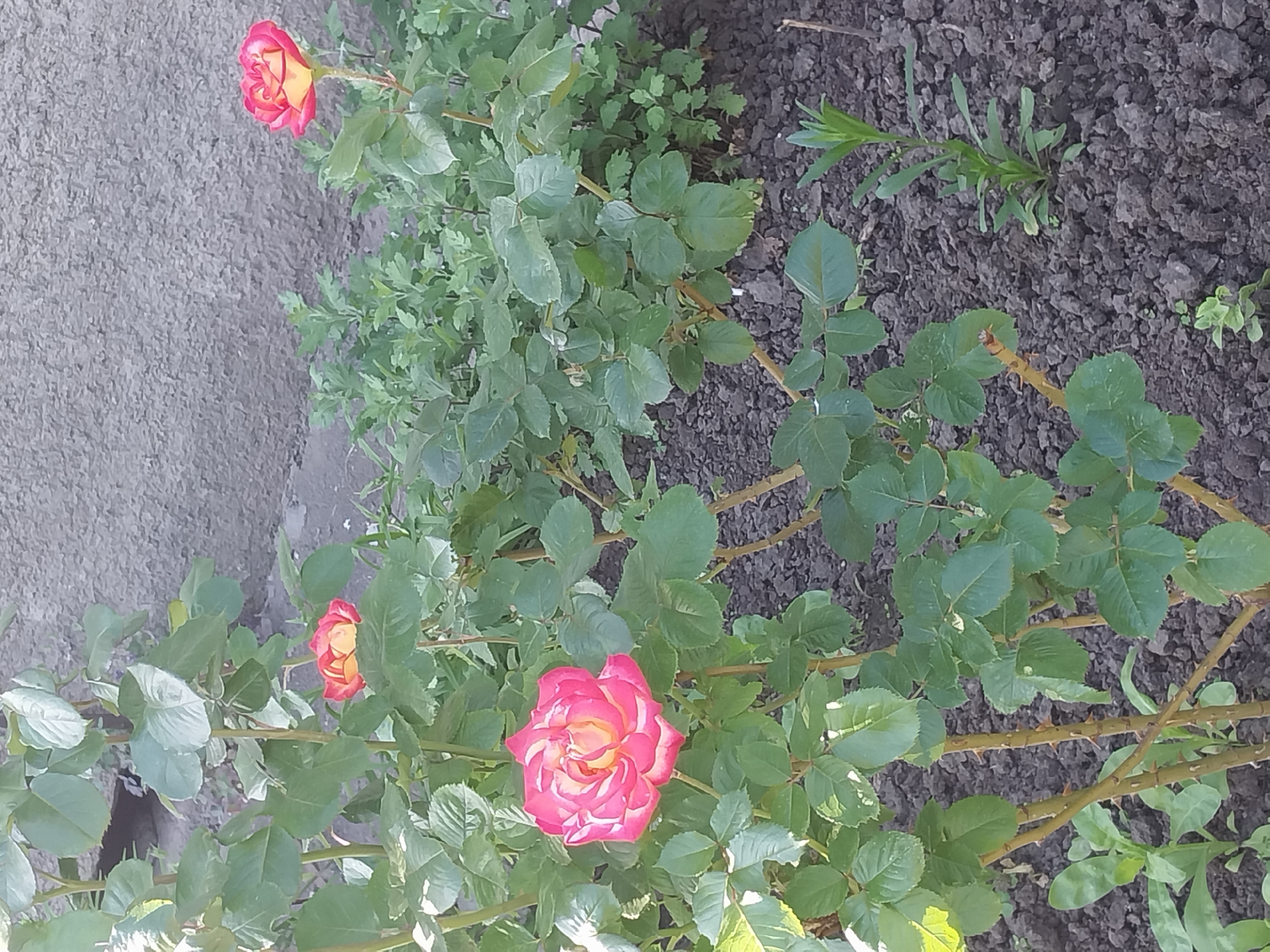 In Doslidne, Ukraine, a close-up shot captures a rose bush with several blooming roses in front of a textured gray wall. The rose bush features lush green leaves and thorny stems. Three roses are visible: one large, fully bloomed pink and yellow rose in the foreground to the left, and two smaller roses, one partially obscured by leaves in the middle left, and another to the right, displaying pink edges and yellow centers. The ground beneath the bush is dark soil with some scattered small green plants.