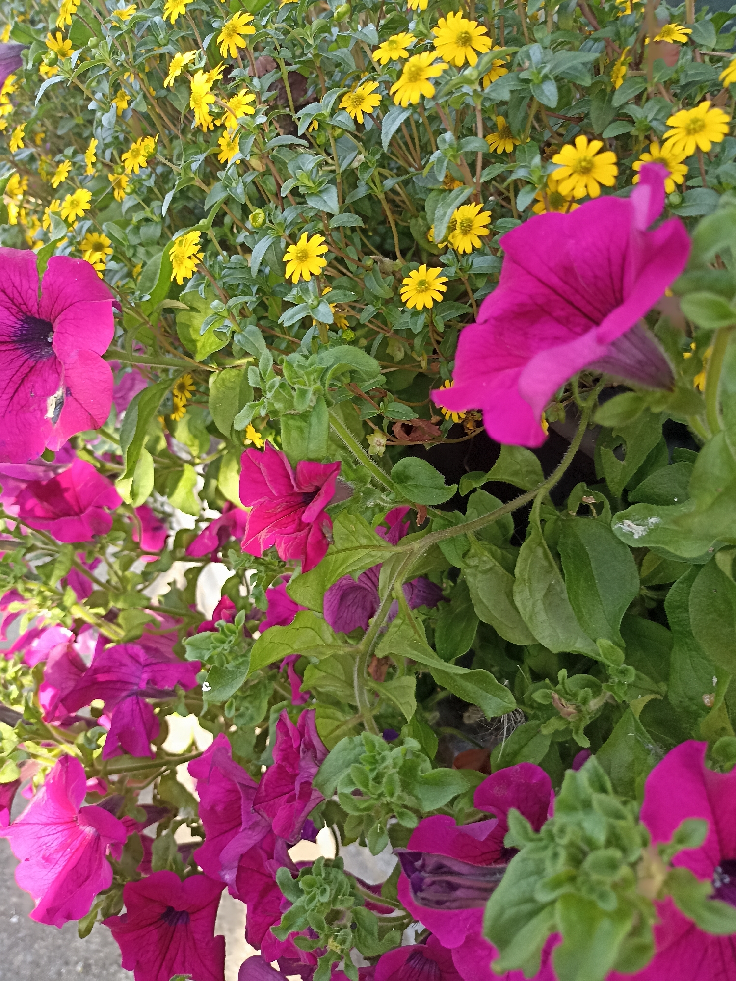 The image is a close-up, eye-level, outdoor shot of a flower bed in Oughterard, Ireland. The bed is filled with a dense arrangement of bright pink petunias and smaller yellow flowers, possibly Coreopsis. The petunias are the dominant feature, with several large, vibrant pink blossoms filling the foreground and midground. Some are fully open, revealing their dark centers and delicate veining, while others are partially closed or in bud. The yellow flowers are scattered throughout the background, adding a contrasting splash of color. The foliage is a rich green, with some leaves showing a slight fuzziness. The lighting suggests it is daytime, likely morning or late afternoon, with soft sunlight illuminating the scene. The ground beneath the flower bed appears to be paved, possibly a sidewalk or patio. There are no people or animals visible in the image.