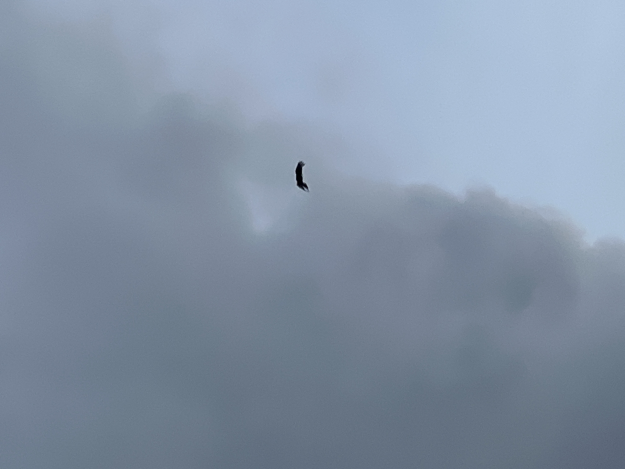 The image is an aerial view of a bird in flight against a cloudy sky. The bird, silhouetted against the lighter sky, appears to be a raptor, possibly an eagle or hawk, with its wings outstretched. It is located in the upper right quadrant of the frame, approximately in the center of the sky. The sky itself is overcast with large, dark clouds dominating the left side of the frame and lighter, more diffused clouds on the right. There is no discernible ground or city visible in the image, making it impossible to confirm the location in Mochishche, Russia. The image is sharp and clear, with the bird being the sole subject of focus.