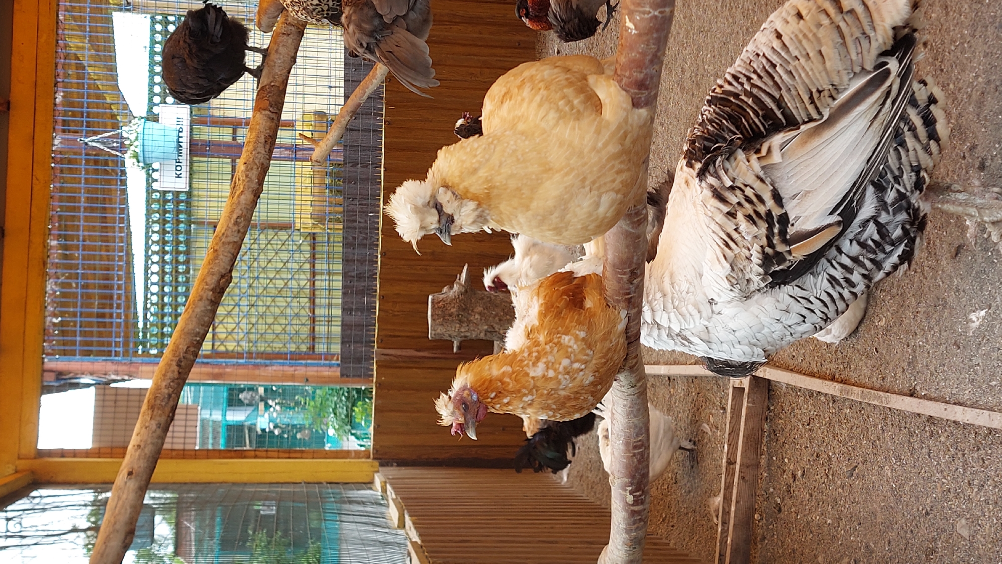 In an outdoor aviary, multiple chickens are visible perched on branches and on the ground. In the foreground, a large white and black hen is partially obscured, resting on the ground. To the left and slightly behind it, a reddish-brown hen with white speckles sits on a branch. To the right of the reddish-brown hen is a fluffy, light yellow hen with a distinctive crest of feathers on its head. Behind these birds, several other chickens of various colors, including black and white, are visible. The aviary features wooden walls and fencing, with a natural dirt and gravel floor. A rough wooden branch runs horizontally across the image, serving as a perch for some of the birds. In the background, a blue metal fence encloses the space, and a sign reading "КОРМИТЬ!!!" is hung with a blue pot of flowers. The environment appears to be an enclosure within a larger facility, possibly a farm or zoo.