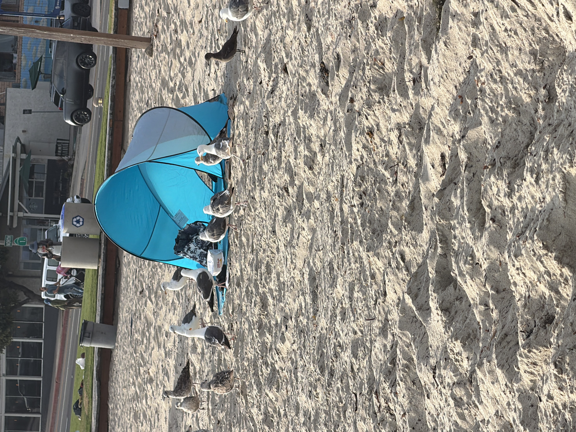 The image depicts a sandy beach in Laguna Beach, California, USA. In the foreground, a group of seagulls are gathered around a blue and grey beach tent. Some of the seagulls are pecking at something on the sand near the tent. In the background, a street runs parallel to the beach, with cars, a building, and some vegetation. People are visible on the sidewalk and near the street. The overall scene suggests a typical day at a public beach.