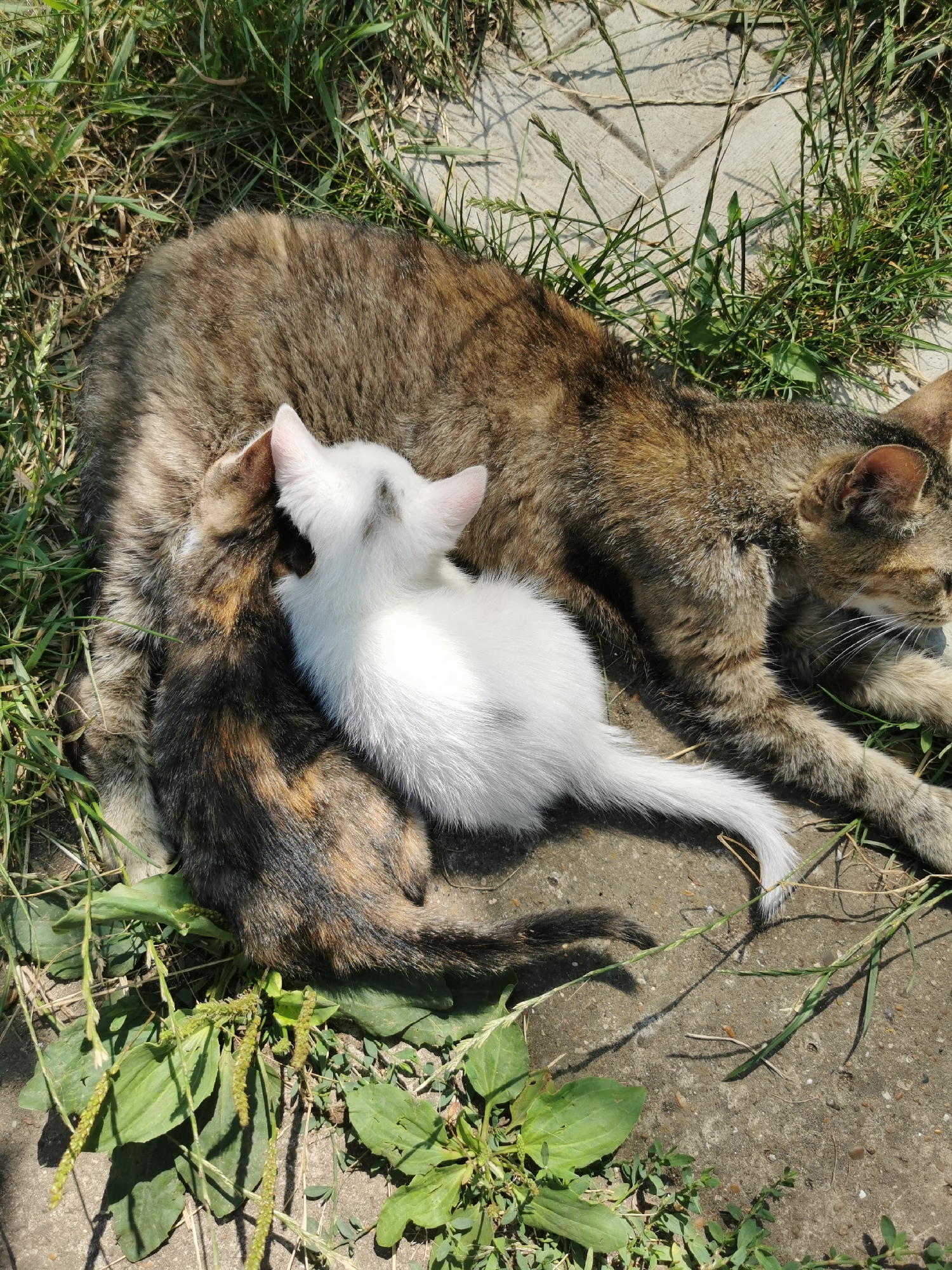 A mother cat, with tabby and calico markings, lies on a concrete and grassy area in Pociumbeni, Moldova, with two kittens. One kitten, predominantly white with black markings on its head and back, nurses from the mother. Another kitten, a tortoiseshell, is positioned to the left of the white kitten, also appearing to nurse. The mother cat's head is turned to the right, and her eyes are partially open. The kittens are nestled close to their mother's body. The environment consists of green grass, a concrete surface with visible joint lines, and scattered small green plants. The lighting suggests a sunny day.