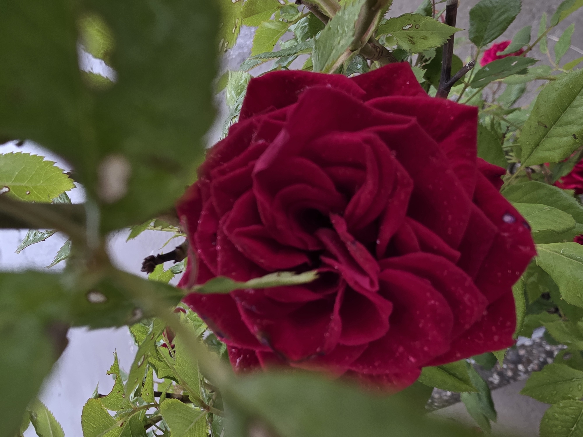 A close-up, slightly blurred photograph features a vibrant, deep red rose, positioned centrally and slightly to the right. The rose's petals are tightly clustered, creating a full bloom, and are covered with numerous small water droplets, indicating recent rain or dew. The color of the rose is a rich, velvety crimson.
The main subject is framed by lush green leaves, some of which are very close to the camera in the foreground and appear out of focus. Other green leaves and stems are visible in the background and around the rose, also bearing water droplets. Some leaves show minor imperfections like small holes.
The background is largely out of focus, displaying light grey and white tones, suggesting a paved surface or wall, with indistinct shapes of other green foliage and a hint of another red bloom further back on the right side. The scene depicts a natural outdoor setting, likely a garden or green area, during daytime. No human activity or visible text is present. The overall impression is a tranquil, natural moment, possibly after a light shower, in Ivan Vazovo, Bulgaria.
