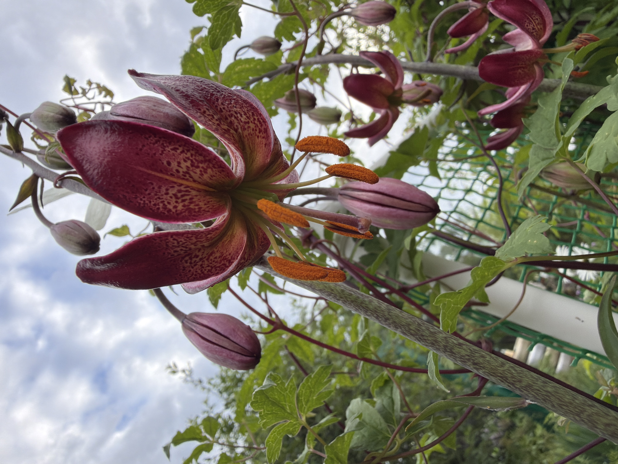 A low-angle shot captures a cluster of Martagon lilies (Lilium martagon) with their characteristic recurved petals. The lilies are predominantly a deep burgundy with scattered speckles, and their prominent orange stamens are visible. Several buds, still closed and elongated, are also present on the stems. The plants are set against a backdrop of a cloudy sky and lush green foliage. A green mesh fence is partially visible in the lower portion of the image. The scene appears to be in a garden or natural setting, with no specific urban or recognizable landmark from Petukhi, Russia, identifiable in the photograph.