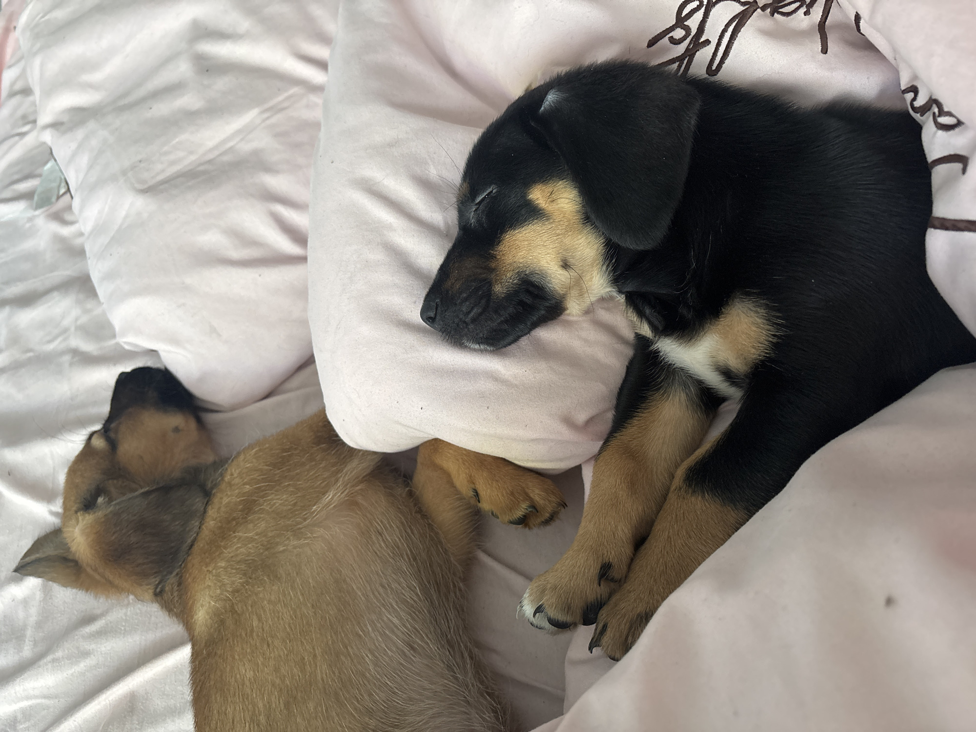 Two puppies are sleeping on a pink blanket. The puppy on the left is brown with its head facing away from the camera. The puppy on the right is black and tan with its head resting on a pink pillow. The scene is indoors, likely in a bedroom.
