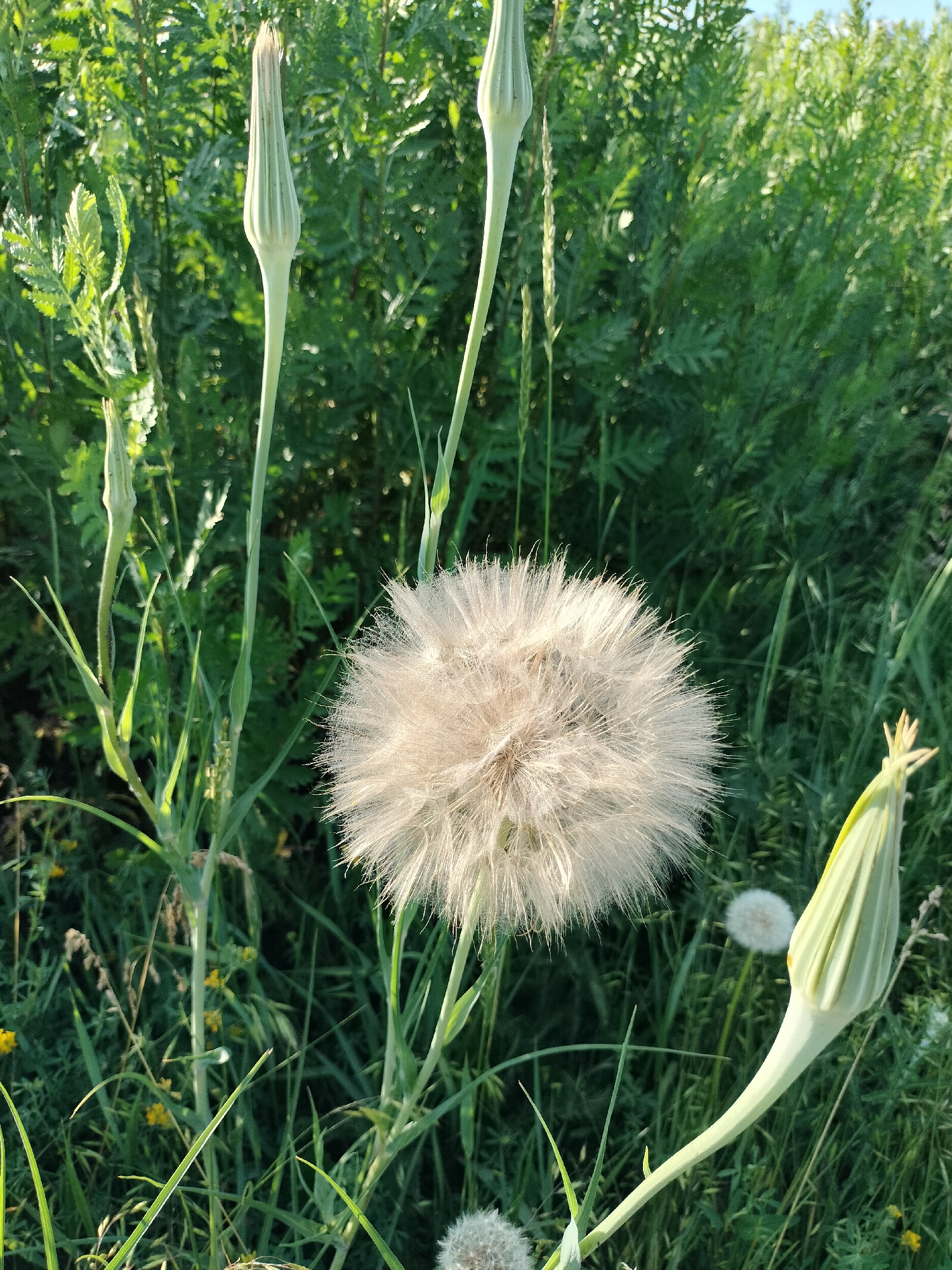 The image shows a close-up view of a large, fluffy dandelion seed head in a grassy field. Several dandelion seed stalks, some topped with unopened buds, surround the prominent seed head. In the background, dense green foliage and other smaller, out-of-focus dandelion seed heads are visible. The lighting suggests it is daytime, with sunlight illuminating the scene and casting a warm glow on the dandelion. The setting appears to be a natural outdoor environment, possibly a meadow or field in Lykhove, Ukraine. The overall mood is serene and tranquil, focusing on the delicate beauty of nature. There is no visible text in the image.