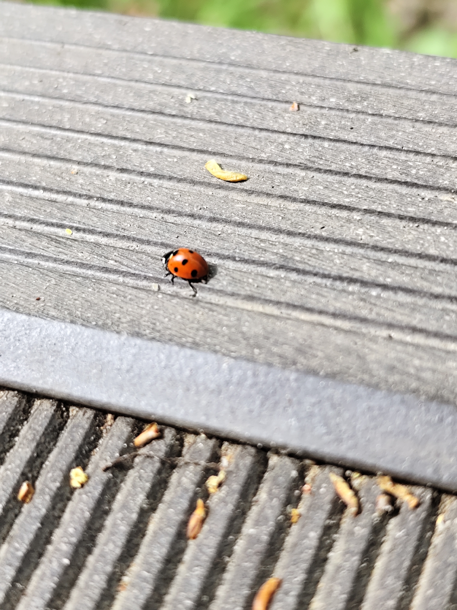 A ladybug is seen on a weathered grey wooden surface, likely part of a bench or deck. The surface is horizontally grooved. There are small pieces of organic matter scattered around the ladybug. A secondary, similarly textured surface is visible below the first. The background is out of focus. The image does not contain location information related to the city of Chaikovsky, Russia, and the description therefore cannot include this information.