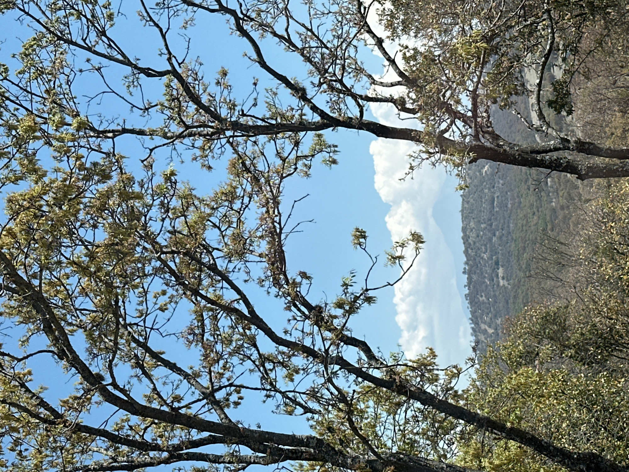 The image depicts a landscape scene in Unknown, Unknown, featuring a view framed by tree branches. The foreground consists of tree branches with sparse leaves against a bright blue sky. In the midground, fluffy white clouds are visible. The background reveals a hillside covered with green vegetation. The scene is captured during daylight.