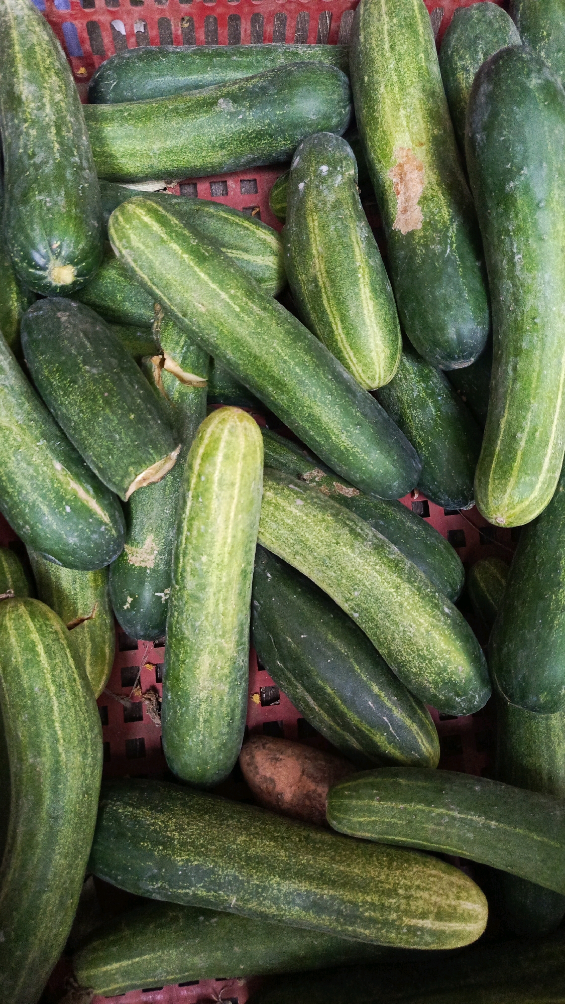 The image is a top-down view of a tightly packed collection of cucumbers in a red plastic basket. The cucumbers vary in size and shade of green, with some showing lighter green stripes or blemishes. One cucumber in the center has a significant patch of discoloration that appears brown and rough. The basket's red grid pattern is visible beneath and between the cucumbers. The scene appears to be an outdoor market stall in Kadipaten, Indonesia, given the typical produce displays found in such locations. There are no people or explicit actions depicted, just the still life of the harvested vegetables.