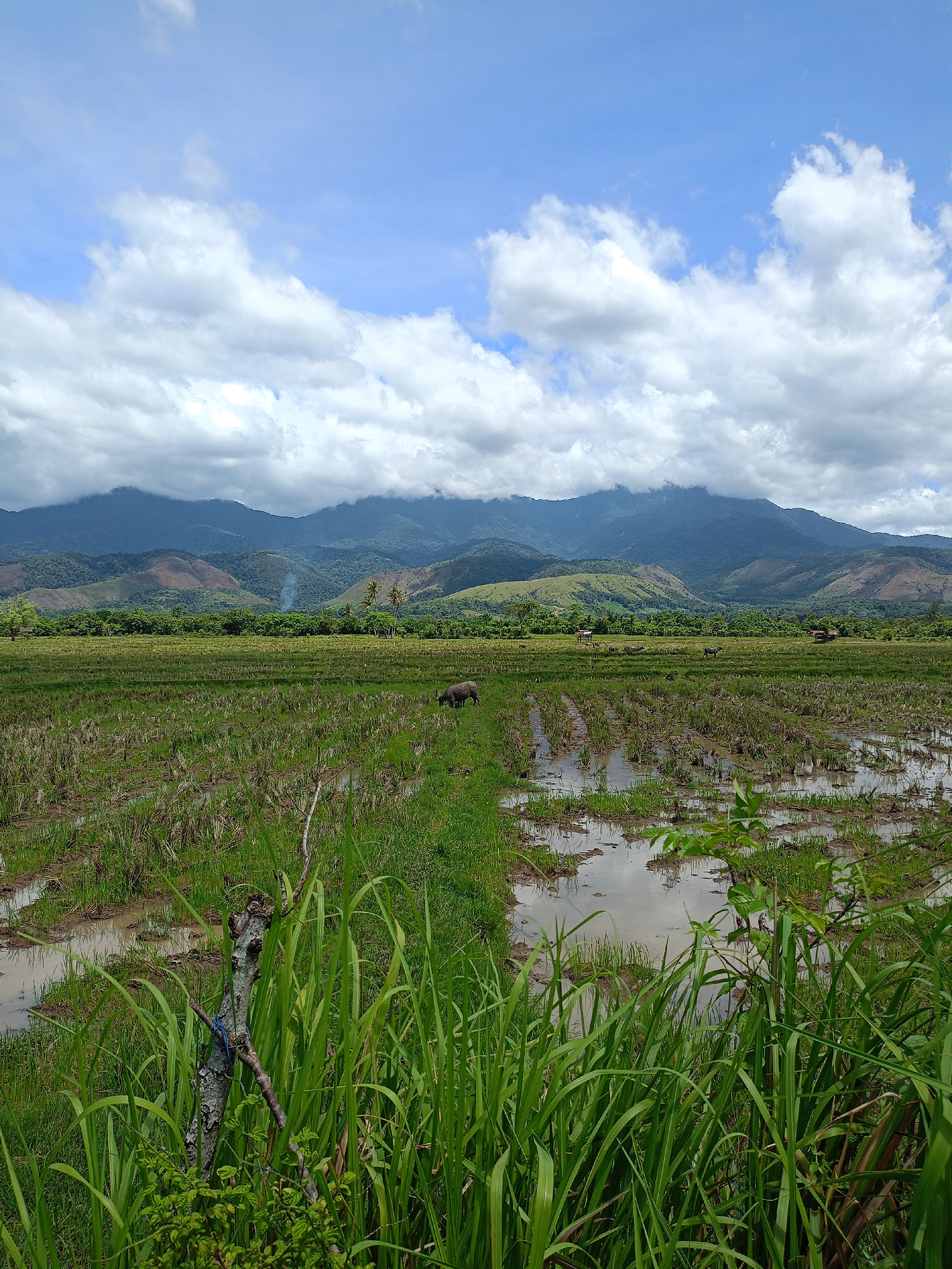 The image captures a rural scene near Teurebeh, Indonesia. In the foreground, tall green grasses and reeds obscure a portion of a flooded rice paddy. The paddy shows evidence of recent cultivation, with rows of short, cut stalks visible within the standing water. A dark-colored water buffalo stands in the middle distance, grazing within the paddy field. In the background, a line of rolling green hills and mountains rises towards a partly cloudy sky. The clouds are a mix of white cumulus and darker rain clouds, suggesting potential for inclement weather. A thin plume of smoke can be seen rising from a clearing in the hills.