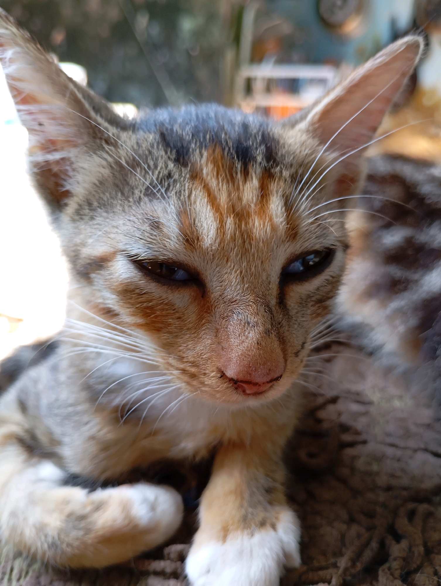 A close-up, eye-level shot captures a ginger tabby kitten resting outdoors, with its head and upper body filling the frame. The kitten's fur exhibits a mix of ginger, brown, and black stripes, with white markings on its paws. Its ears are pointed upwards, and its eyes are a striking blue, looking slightly to the left. The kitten's nose is pink with a small smudge. The background is blurred, suggesting an outdoor environment with foliage and possibly some structures, consistent with a residential area in Balikpapan, Indonesia. The lighting indicates it is daytime, with sunlight illuminating the kitten's face.