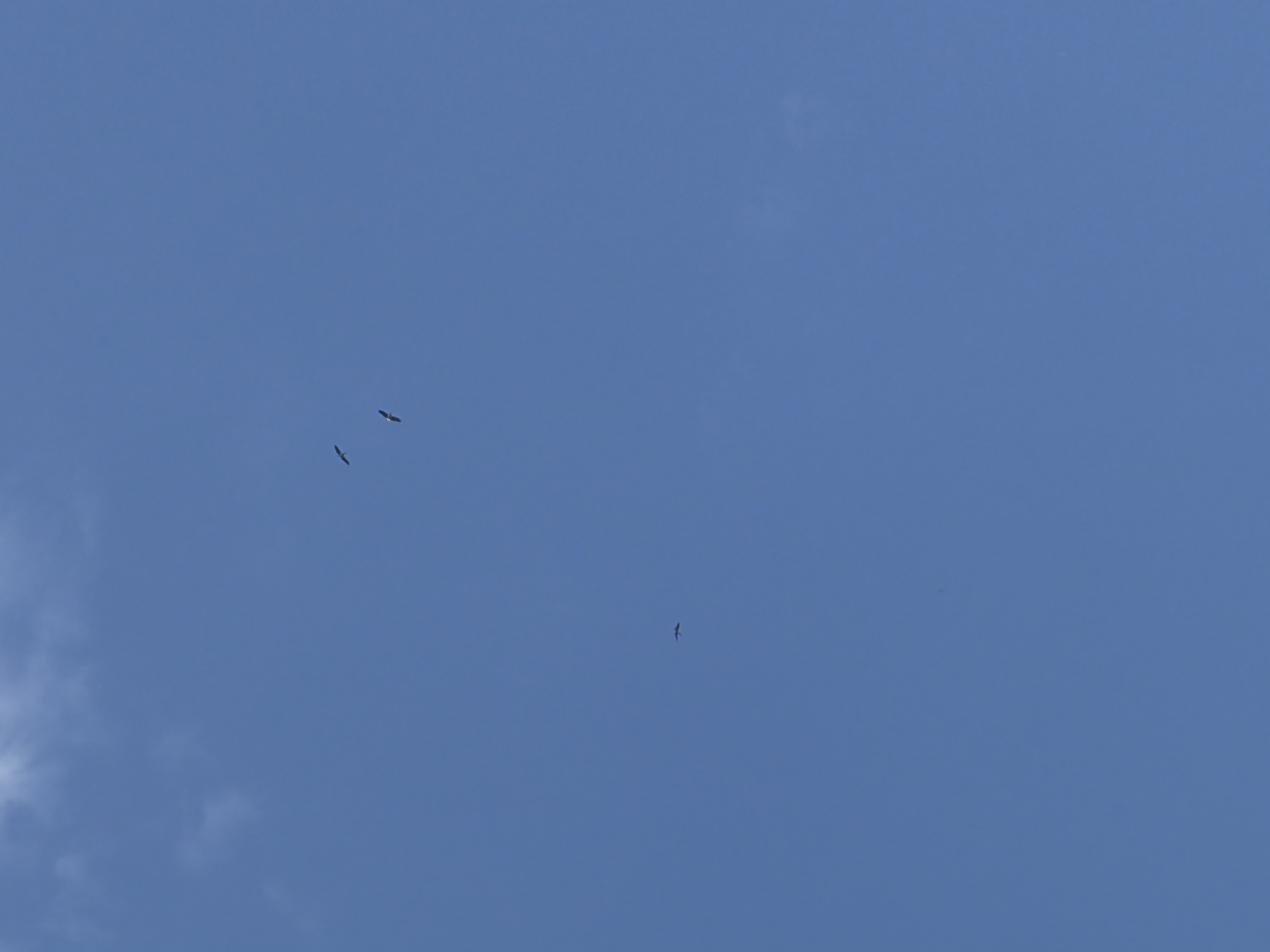 This media file captures a clear blue sky with several birds in flight. Three birds are grouped together in the upper left quadrant of the image, appearing to soar or glide. A fourth bird is visible further down and to the right, also in flight. The sky is a uniform, deep blue, suggesting it is daytime. There are no visible clouds that significantly obstruct the view of the sky or the birds. The setting appears to be an open area, likely outdoors, given the prominence of the sky and the presence of birds. The image is taken from a low-angle perspective, looking upwards. No people or man-made objects are apparent in the frame. The overall mood is serene and natural. The time of day is likely midday or afternoon due to the bright and even lighting. There is no visible text in the image. The location context provided is Kamianka-Buzka, Ukraine.