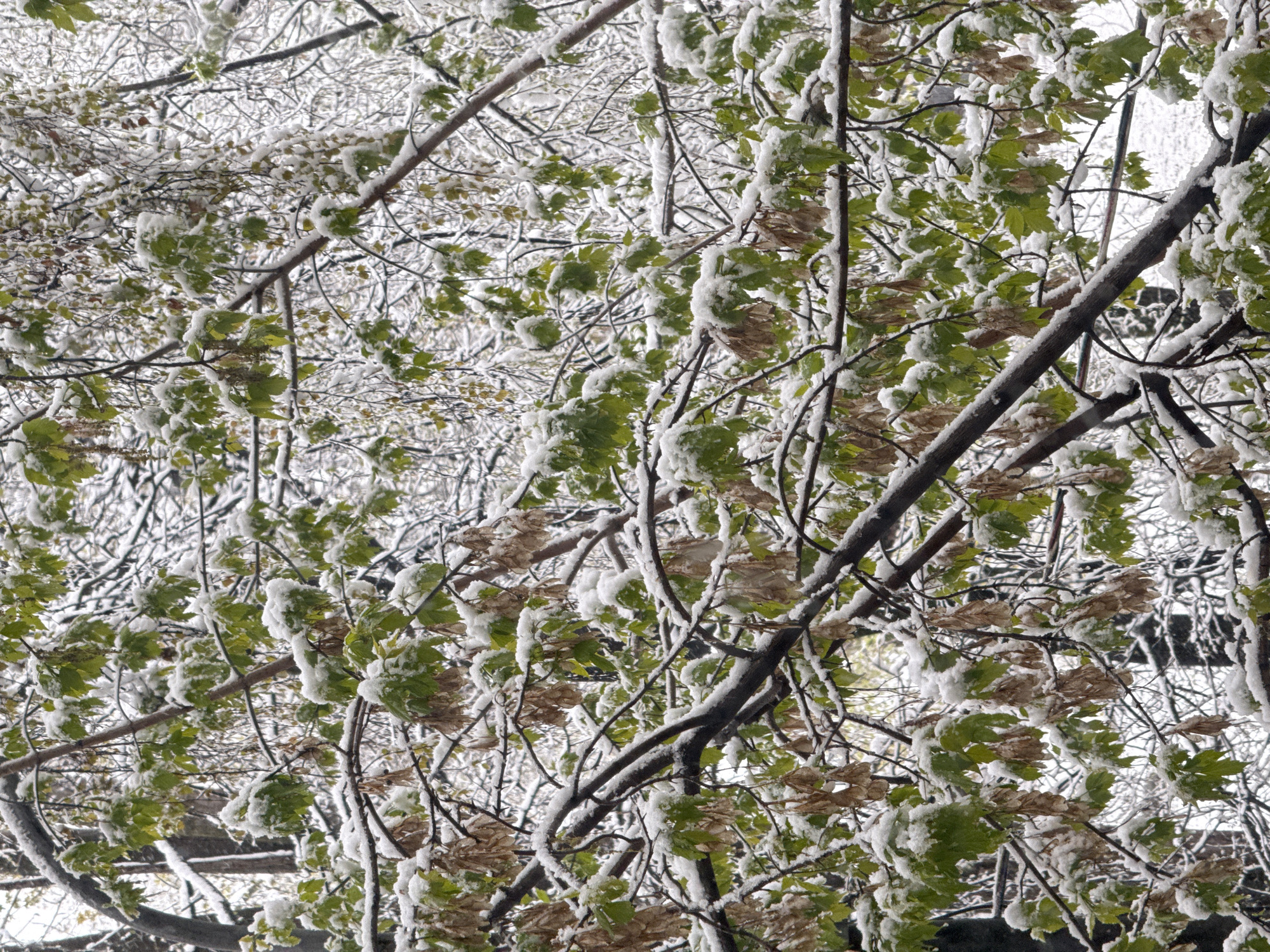 The image shows a tree with green and brown leaves covered in snow, located in Moscow, Russia. The branches are bare and also covered in snow. The background is blurred, suggesting a snowy urban environment.