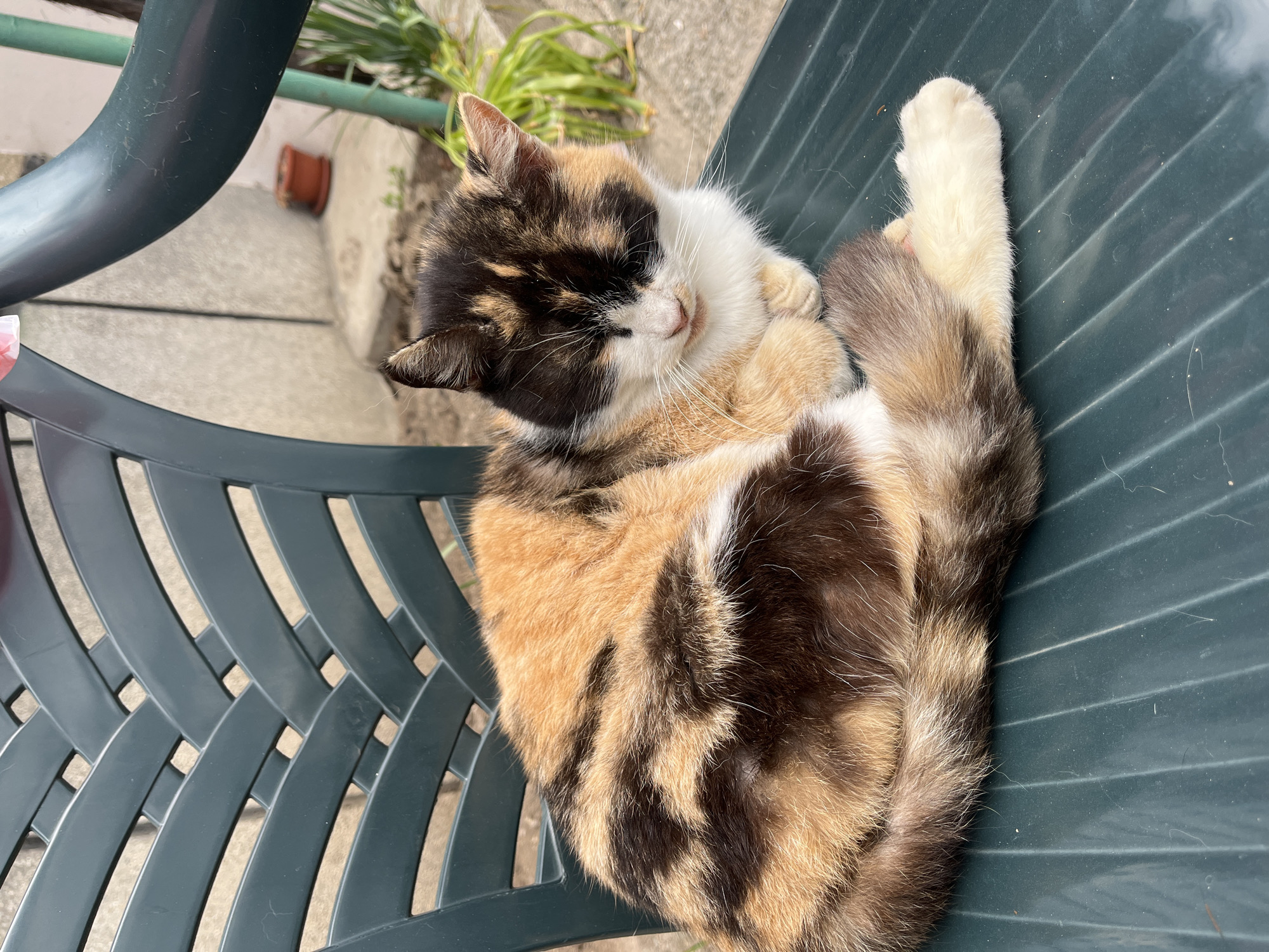 A calico cat is curled up asleep on a green plastic chair. The cat has black, white, and orange markings, and its face is tucked in toward its chest. The chair is outdoors on a patio or in a yard, with a partial view of a building and plants in the background. The location is Hrishteni, Bulgaria.