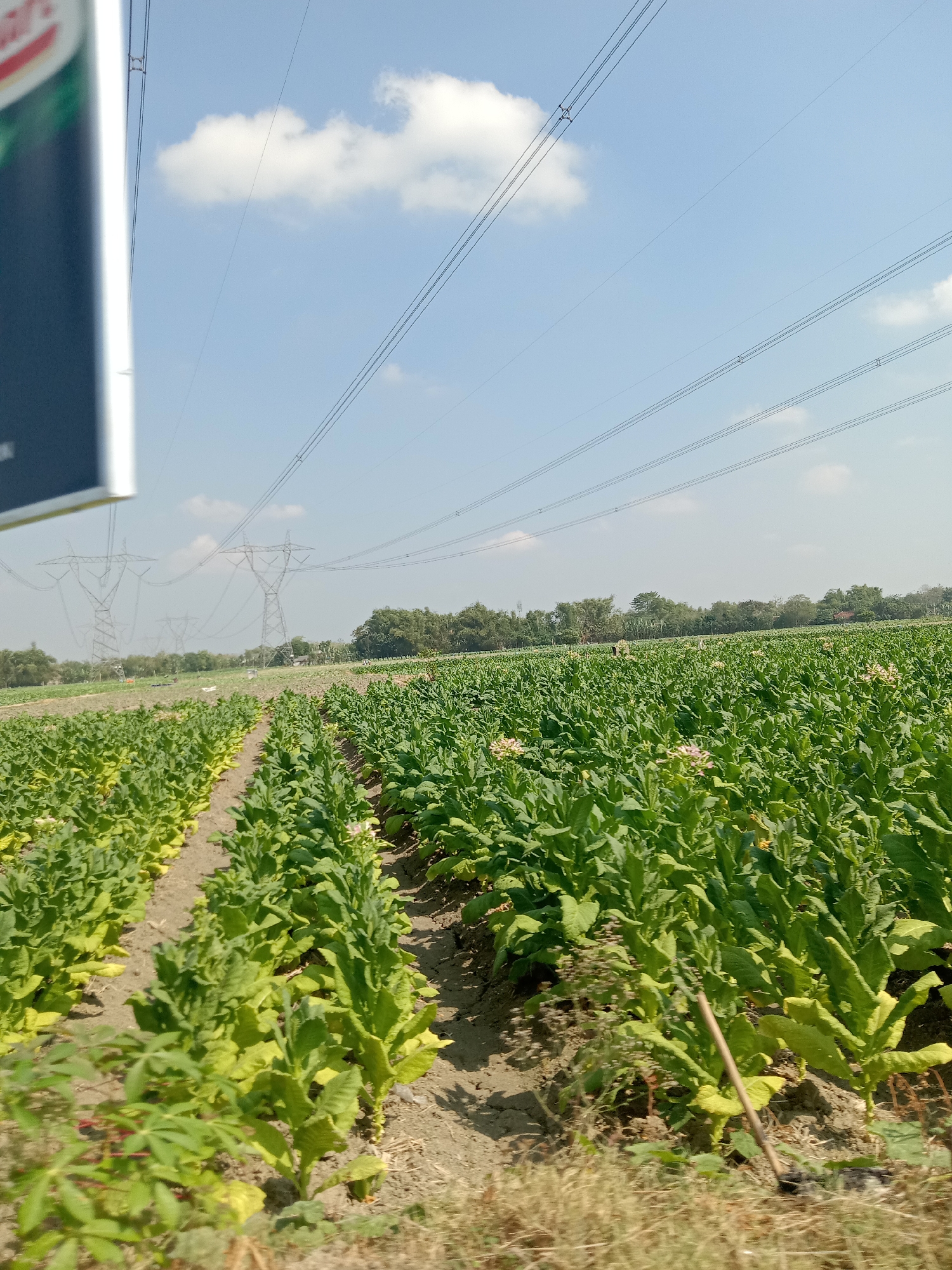 The image depicts a large field of tobacco plants in Sugihwaras, Indonesia. The plants are arranged in neat rows and appear to be healthy and green, with some showing light yellowing on their lower leaves, indicative of their growth stage. In the background, tall electricity pylons and power lines stretch across the sky, suggesting the presence of an electrical infrastructure. A line of trees forms the horizon, separating the field from the sky. The sky is clear and blue, with a few scattered white clouds. A portion of a tall, white sign with some blurry text and a red stripe is visible on the left side of the image, partially obscuring the view of the field. The overall scene suggests an agricultural area with a mix of cultivated land and industrial infrastructure. There are no people or animals visible in the frame.