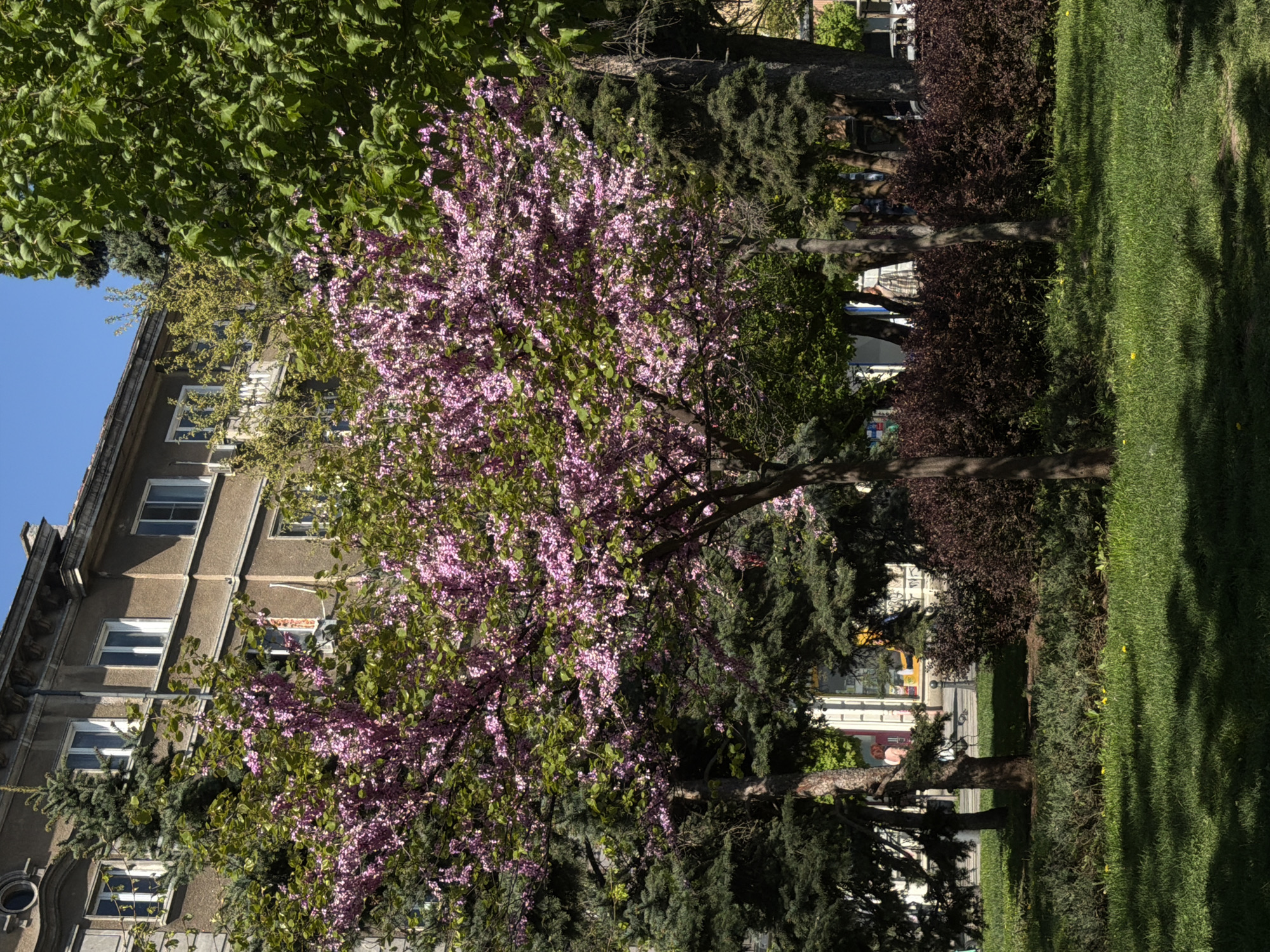 The image captures a spring scene in Sofia, Bulgaria. A building with light brown facade and white-framed windows is visible on the left, partially obscured by lush trees. A flowering tree with pink blossoms is prominent. The middle ground consists of bushes and trees, followed by a sidewalk and a street with blurred figures. The right side features green grass with tree shadows. The sky is blue and clear. The scene presents a typical Sofia urban park landscape.