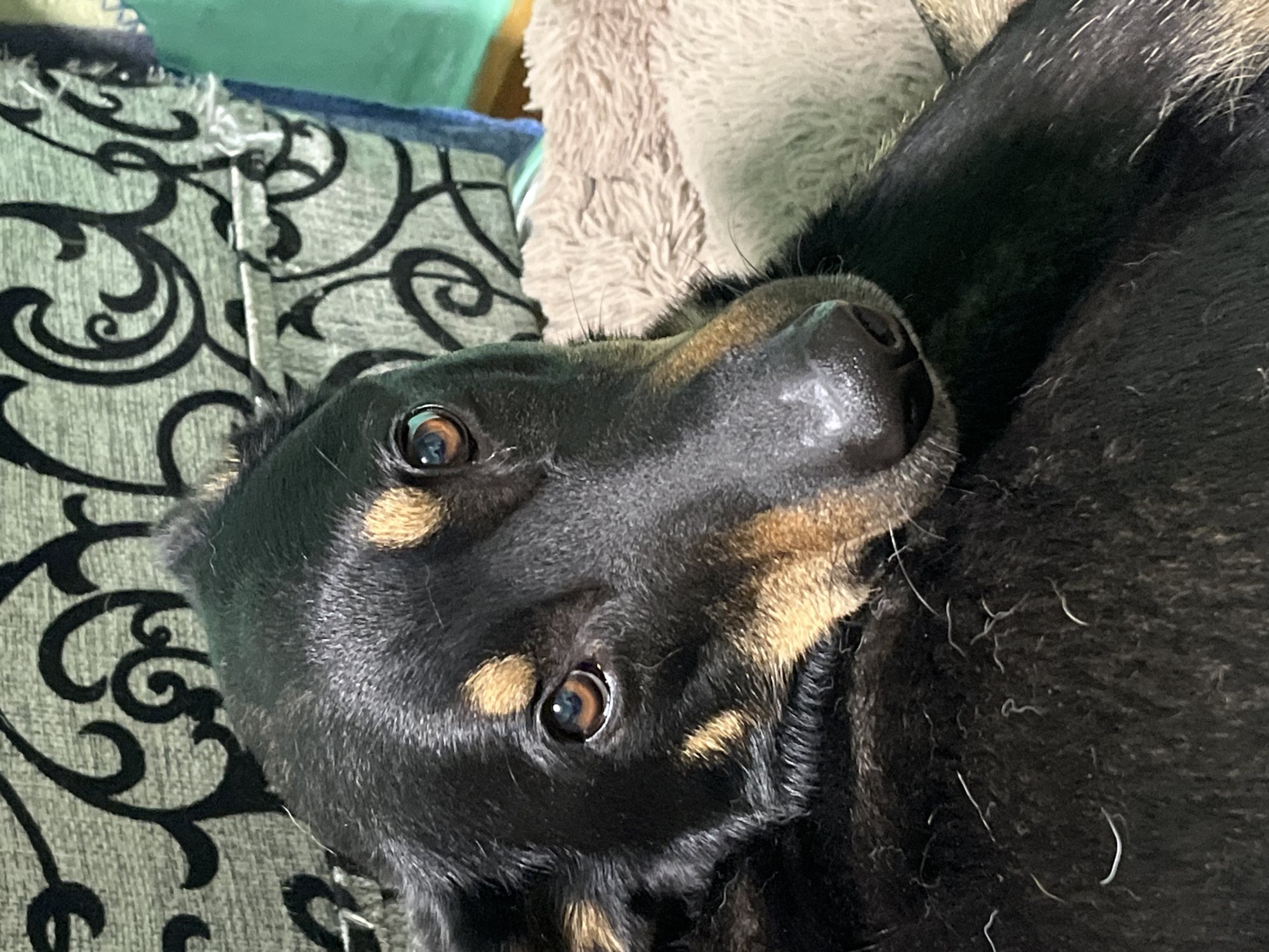 The image is a close-up, eye-level shot of a black and tan dog resting indoors. The dog's head and upper body fill the frame. Its eyes are a warm brown and appear to be looking directly at the camera with a slightly soft gaze. The dog's fur is dark with tan markings around its eyes, muzzle, and ears. It is lying on a textured, light-colored surface, possibly a blanket or cushion, and its back is against a patterned upholstery with black swirls on a grey background. The lighting suggests an indoor environment, likely daytime. There is no discernible indication of the dog's specific location within Nizhny Tagil, Russia, as the scene is confined to the immediate surroundings of the animal.