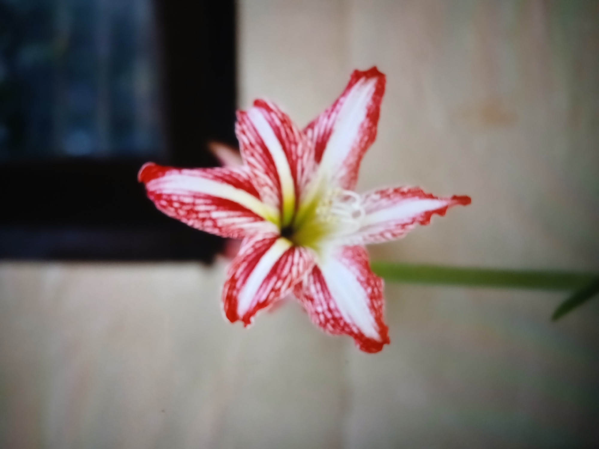 The image shows a close-up of a striped amaryllis flower, with red and white petals radiating from a yellow center. The flower is in focus, while the background is blurred, suggesting a shallow depth of field. A stem is visible extending from the flower. A dark blurry window frame is in the background. The image location cannot be determined from the image.