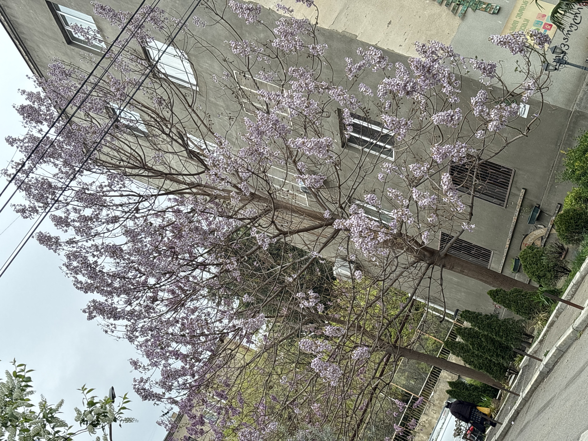 This media file depicts an urban street scene in Tbilisi, Georgia, characterized by a large tree in full bloom with light purple flowers. The tree's delicate blossoms stand out against the backdrop of a multi-story, grey concrete building that features various window types, some protected by security grates. Several dark utility wires crisscross the sky and the building facade in the upper part of the image.
In the lower right corner, a person is visible, dressed in dark attire and carrying a yellow bag, walking or standing on a paved sidewalk. The street and sidewalk are lined with green shrubs and smaller evergreen trees. A black streetlight is also present on the right side.
A sign is attached to the building on the upper right, displaying Georgian text that translates to "Georgian Cuisine" ("ქართული სამზარეულო"). The text also includes "3 მაისის" (May 3rd) and the year "2023". The overall scene suggests a spring day, likely late morning or early afternoon, under an overcast sky, with the vibrant floral display providing a burst of color in the urban landscape.