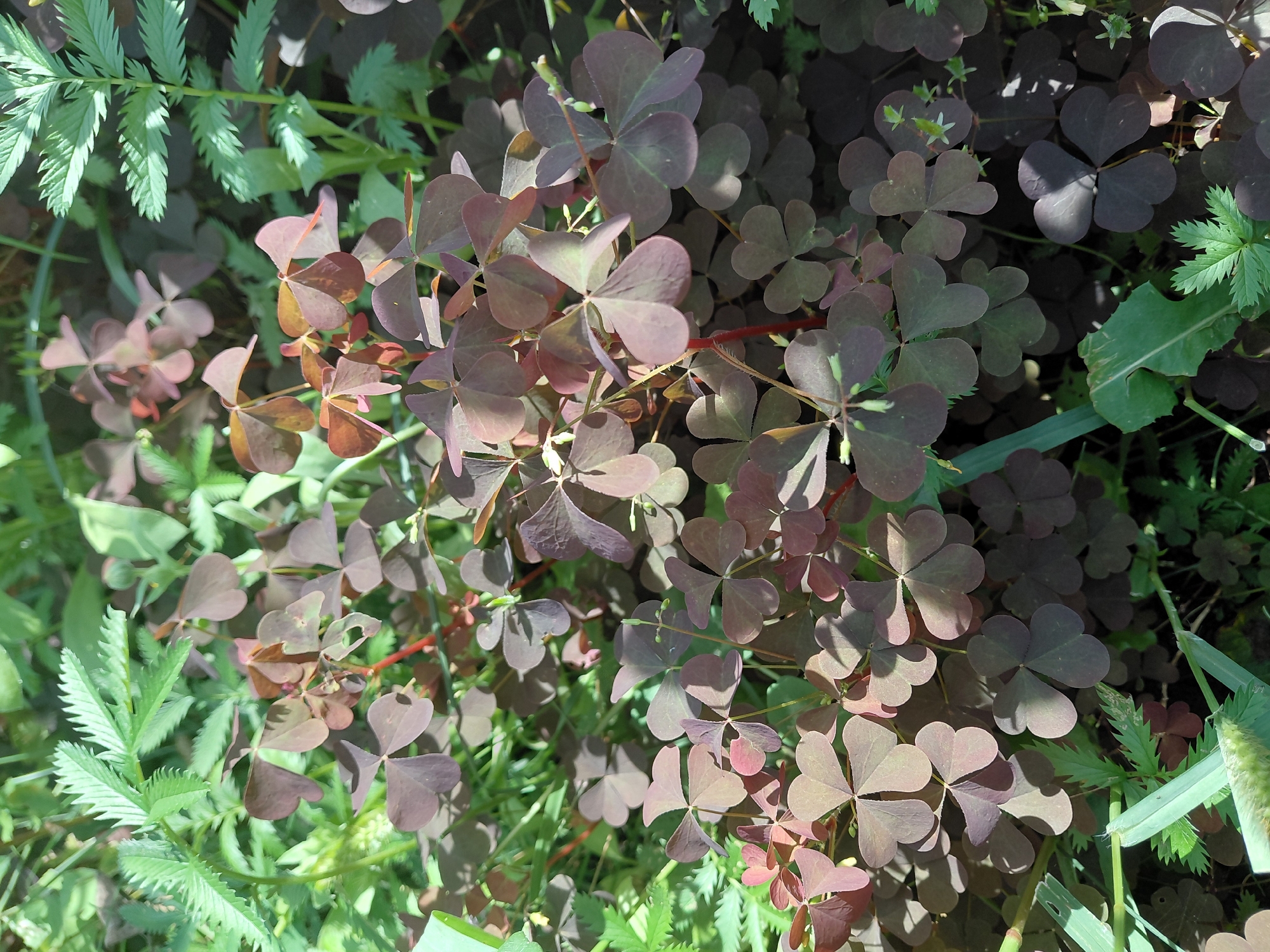 The image depicts a close-up view of a cluster of Oxalis triangularis, commonly known as purple shamrock, growing in a natural setting. The plants feature distinctive trifoliate leaves with a deep reddish-purple hue, contrasting with the surrounding bright green foliage of other plants. Sunlight filters through the leaves, casting shadows and highlighting the textures of the plants. The scene appears to be an outdoor environment, possibly a garden or a wild patch of vegetation. There are no people or animals visible in the image, and no specific urban features of Malinovka, Russia are discernible.