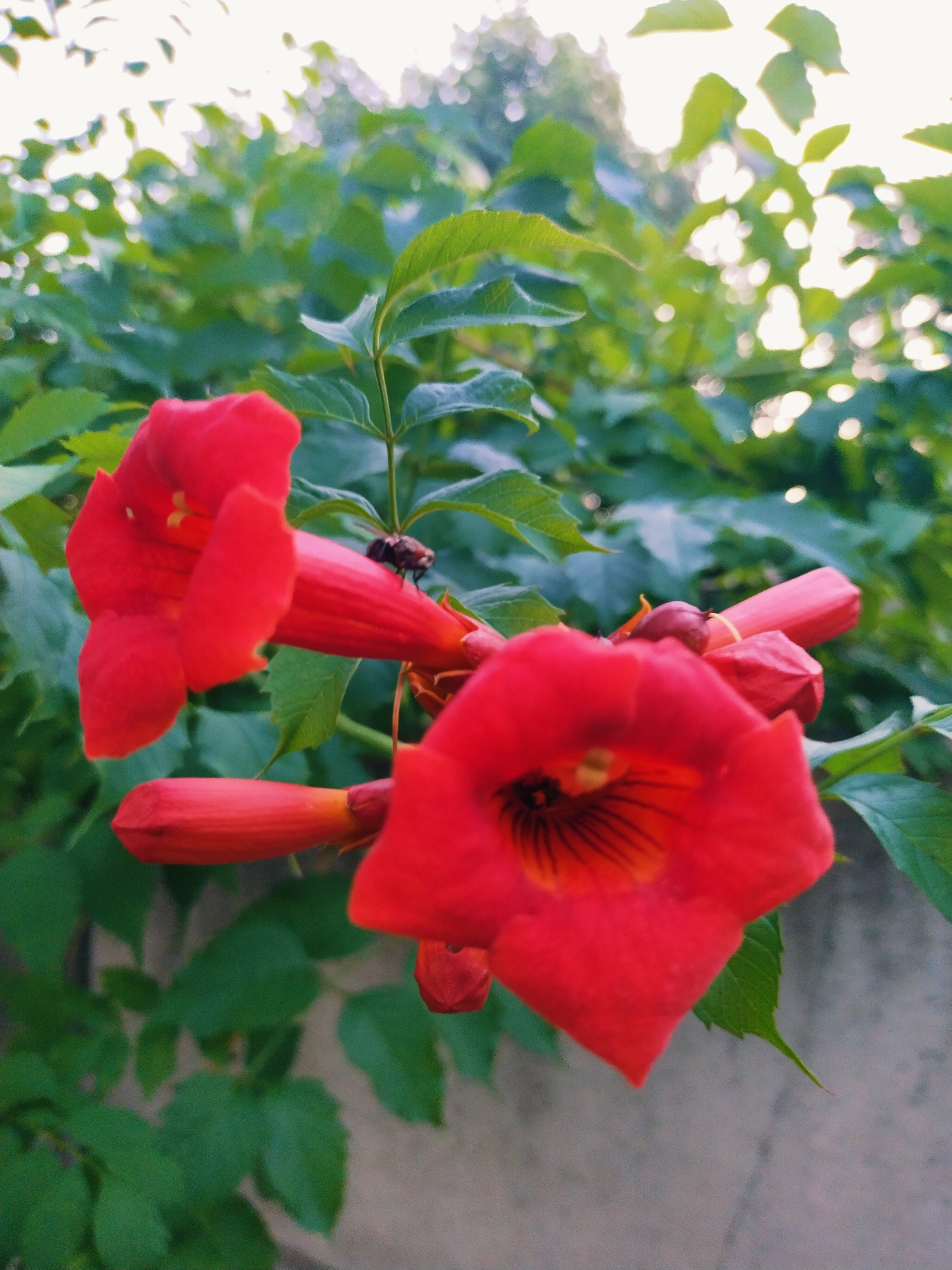 A close-up, low-angle shot shows bright red trumpet-shaped flowers blooming in a garden. The flowers are in various stages of bloom, with some fully open and others still in bud. A small, dark insect is perched on one of the flowers. The background is a blur of green foliage and bright sunlight filtering through the leaves. The scene appears to be outdoors in a natural setting, possibly a park or residential garden. The overall impression is one of natural beauty and vibrancy. It is possible this image was taken in Horishni Plavni, Ukraine, given the context provided.