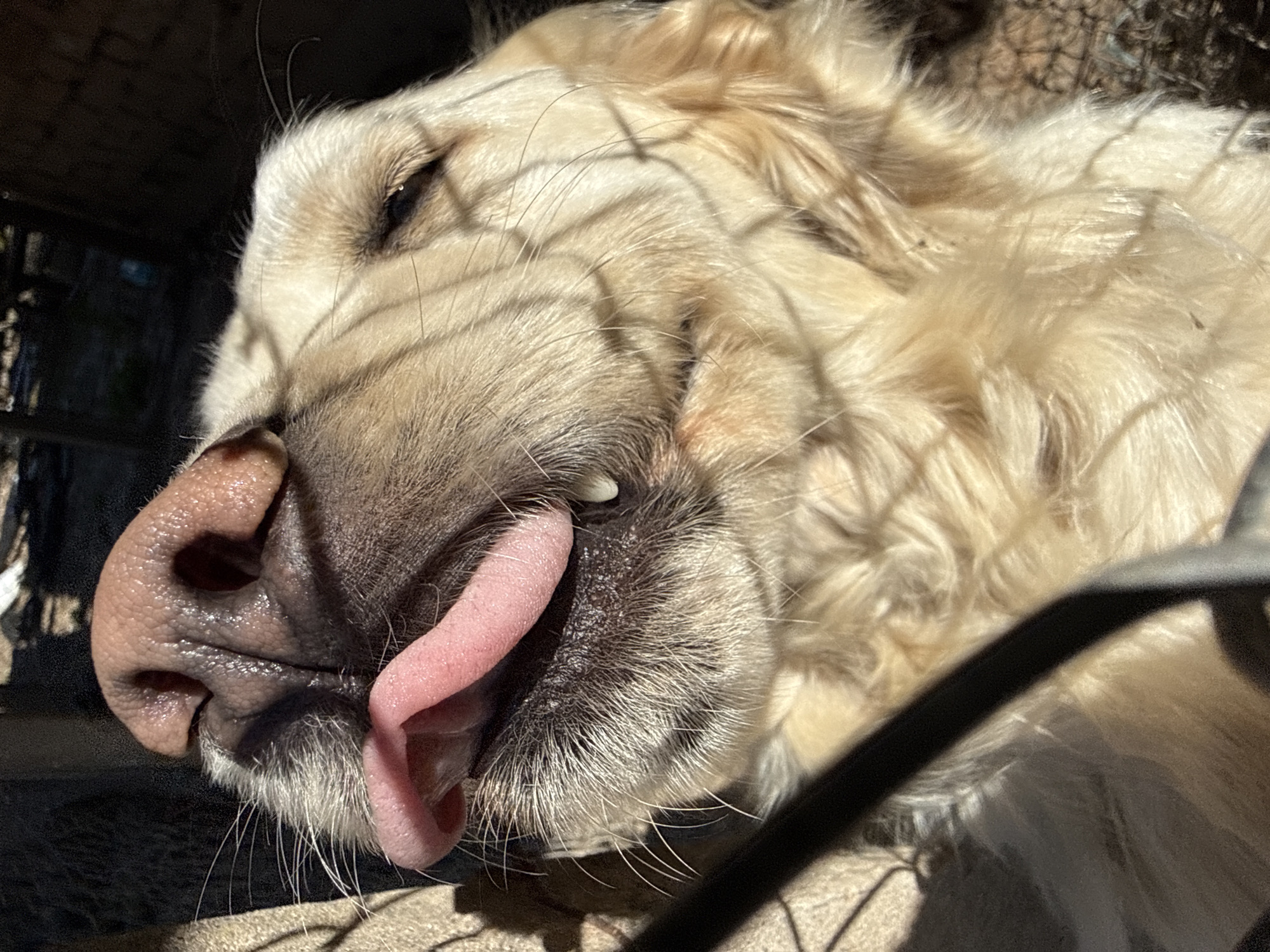 A close-up shows a golden retriever lying on its side with its tongue sticking out, seemingly resting or sleeping. The dog is likely in a crate or behind a fence, as there are bars casting shadows across its face and fur. The environment is partially visible in the background, but it does not provide identifiable information about the location being Valchedram, Bulgaria.