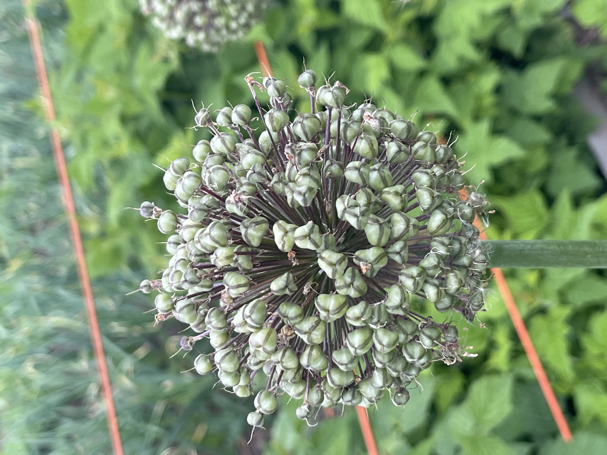A close-up, slightly blurry, vertical shot showcases a spherical seed head composed of numerous small, green, heart-shaped pods. These pods are densely packed and arranged radially on thin, dark stems emanating from a thicker, green stalk in the foreground. The seed head is the primary subject, occupying the majority of the frame. In the background, out-of-focus green foliage creates a soft, natural backdrop. A thin, orange line runs horizontally across the middle ground, partially obscuring the background foliage. The overall lighting suggests an outdoor, daytime setting.