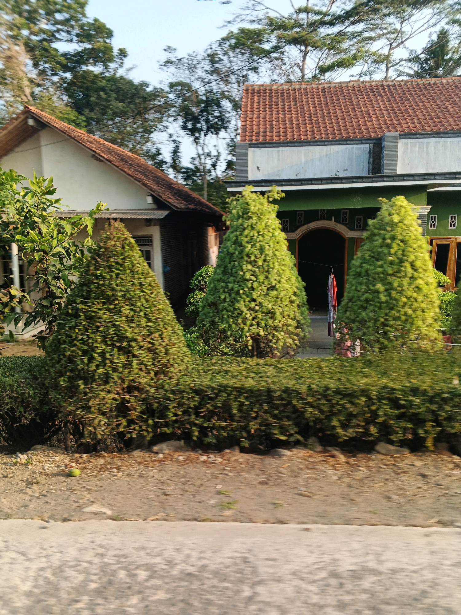 The image depicts a residential area with two houses and manicured hedges and trees. The house on the left has a light-colored exterior and a terracotta tiled roof. To its right, a darker, more modern house features a green facade, a grey and white tiled upper section, and a terracotta tiled roof. In front of the houses, three conical-shaped evergreen trees are prominent, alongside a low, dense hedge. The ground in front of the hedge is covered with gravel and dirt, with a single green object, possibly a fruit or ball, visible on the ground. A paved surface, possibly a road or sidewalk, is in the foreground. The scene is set outdoors with a clear sky and trees in the background, suggesting a sunny day. The overall impression is a well-maintained residential property. While the image is stated to be from Pesanggrahan, Indonesia, there are no specific visual cues within the image that pinpoint this exact location, beyond it being a residential setting.