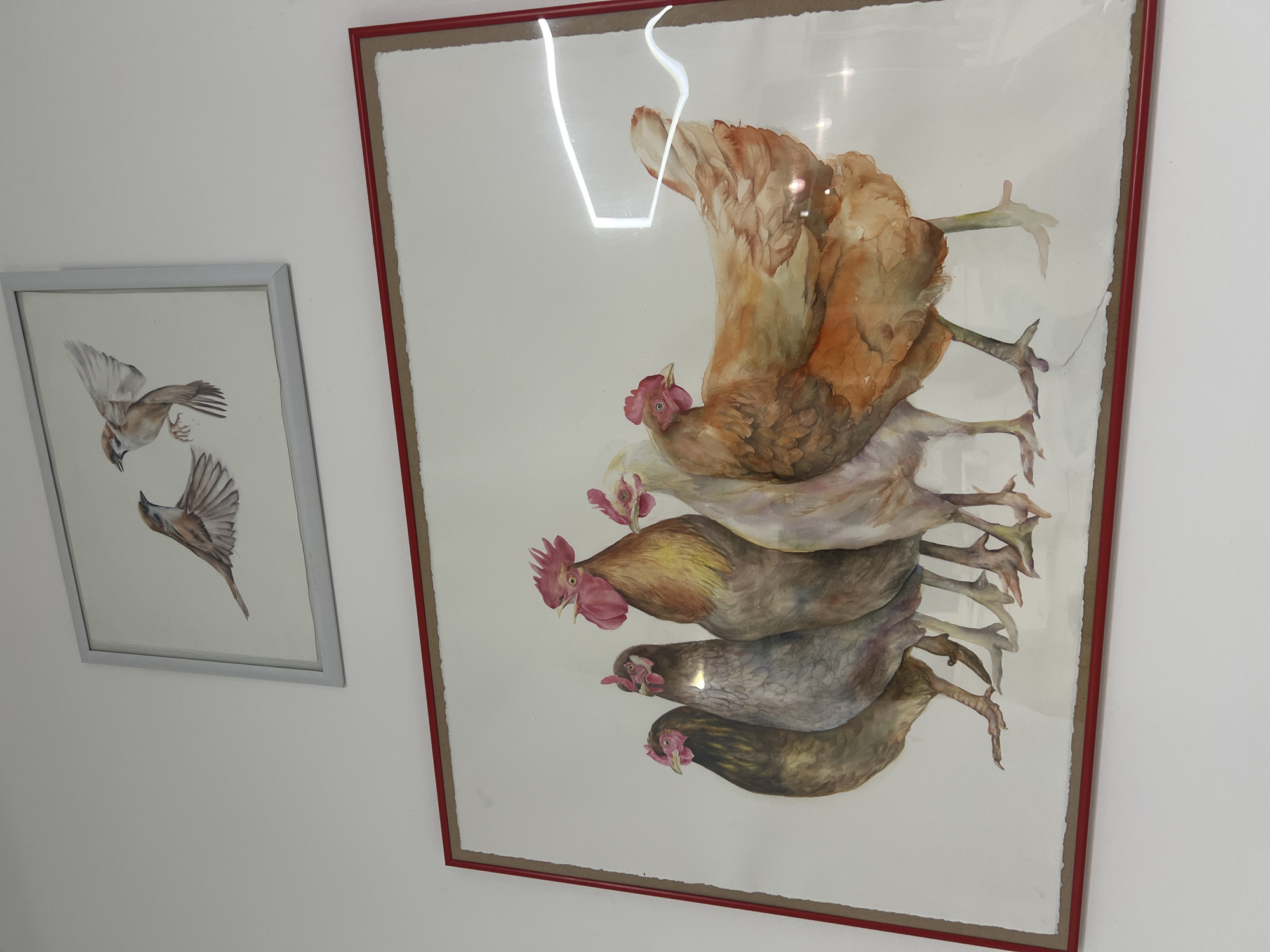 The image displays two framed watercolor paintings hanging on a white wall. The larger, lower painting features a row of five chickens and a rooster. From left to right, the first chicken is dark brown with a red comb and wattle. The second chicken is grey with a red comb. The third is a rooster with a prominent red comb and wattle, its body colored in shades of brown, yellow, and red. The fourth chicken is predominantly white with a light pink comb and wattle. The fifth chicken is a reddish-brown hen with a small red comb. The chickens are depicted standing side by side, facing left. The upper, smaller painting shows two sparrows in flight against a light background. One sparrow is in the foreground with its wings outstretched, and another is slightly behind and above it. The frames of both paintings are simple and light-colored. The overall scene is an interior shot of a wall.
