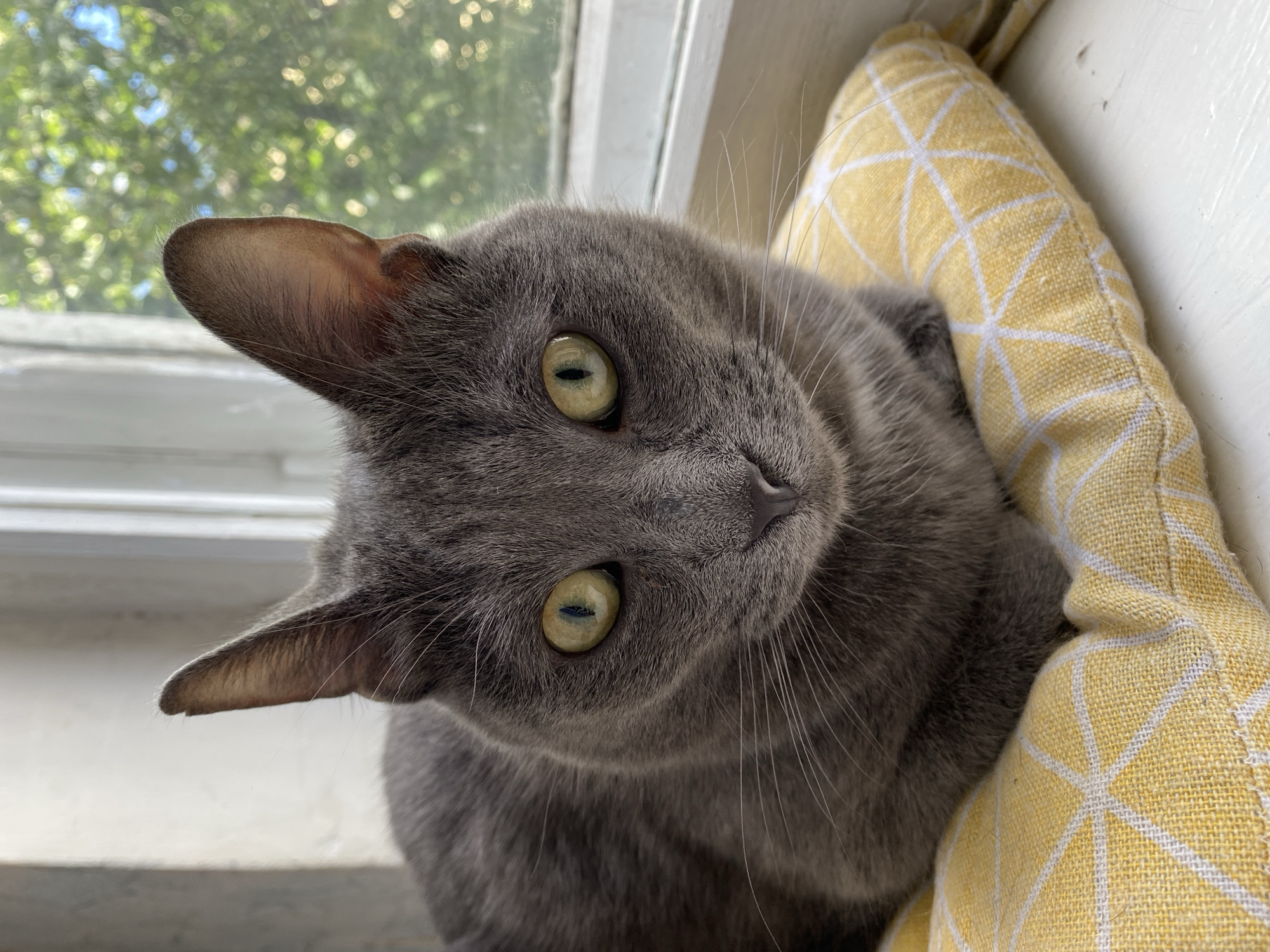 A medium shot, eye-level, close-up portrait of a gray cat with bright yellow-green eyes is captured as it sits on a yellow pillow with a geometric white pattern. The cat is positioned in the center of the frame, with its body facing forward and its head tilted slightly to its right. Its gaze is directed forward, towards the viewer. The background shows a blurred window with greenery visible outside, suggesting an indoor setting near a window. The lighting is natural, coming from the window, and casts soft shadows on the cat's face. The scene is static and shows no apparent activity or interaction. The location is not specified beyond being in a city.