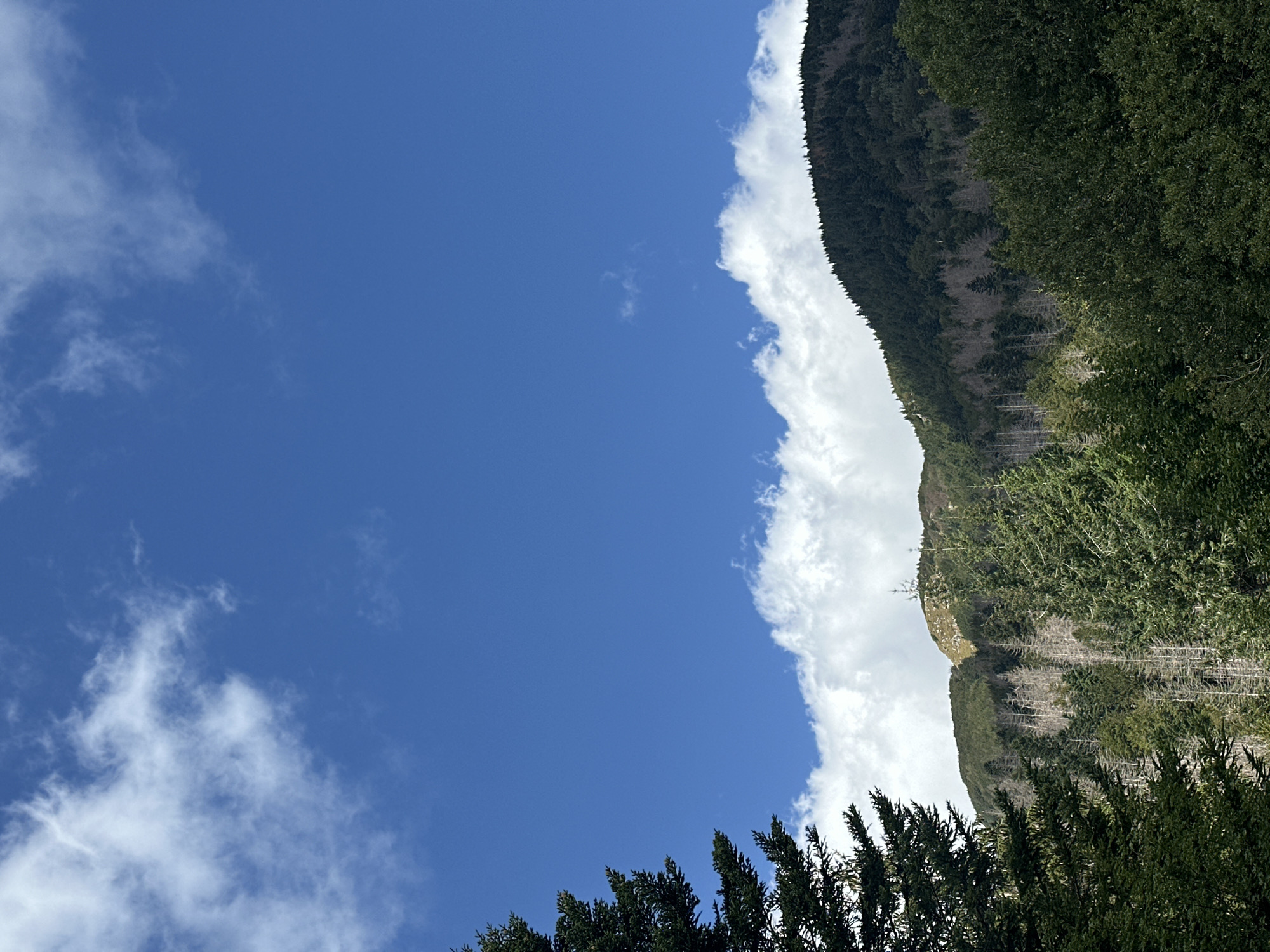 The image depicts a mountainous landscape with a clear blue sky, dotted with white clouds. In the foreground, a dense forest of evergreen trees dominates the lower portion of the frame, with some dead trees interspersed among the living ones. A mountain range rises behind the forest, its slopes covered in trees and patches of exposed rock. The peak of the mountain is visible against the sky. The scene appears to be a natural environment, possibly a national park or protected area, and does not contain any signs of human habitation or activity. The location is identified as Corniglio, Italy.