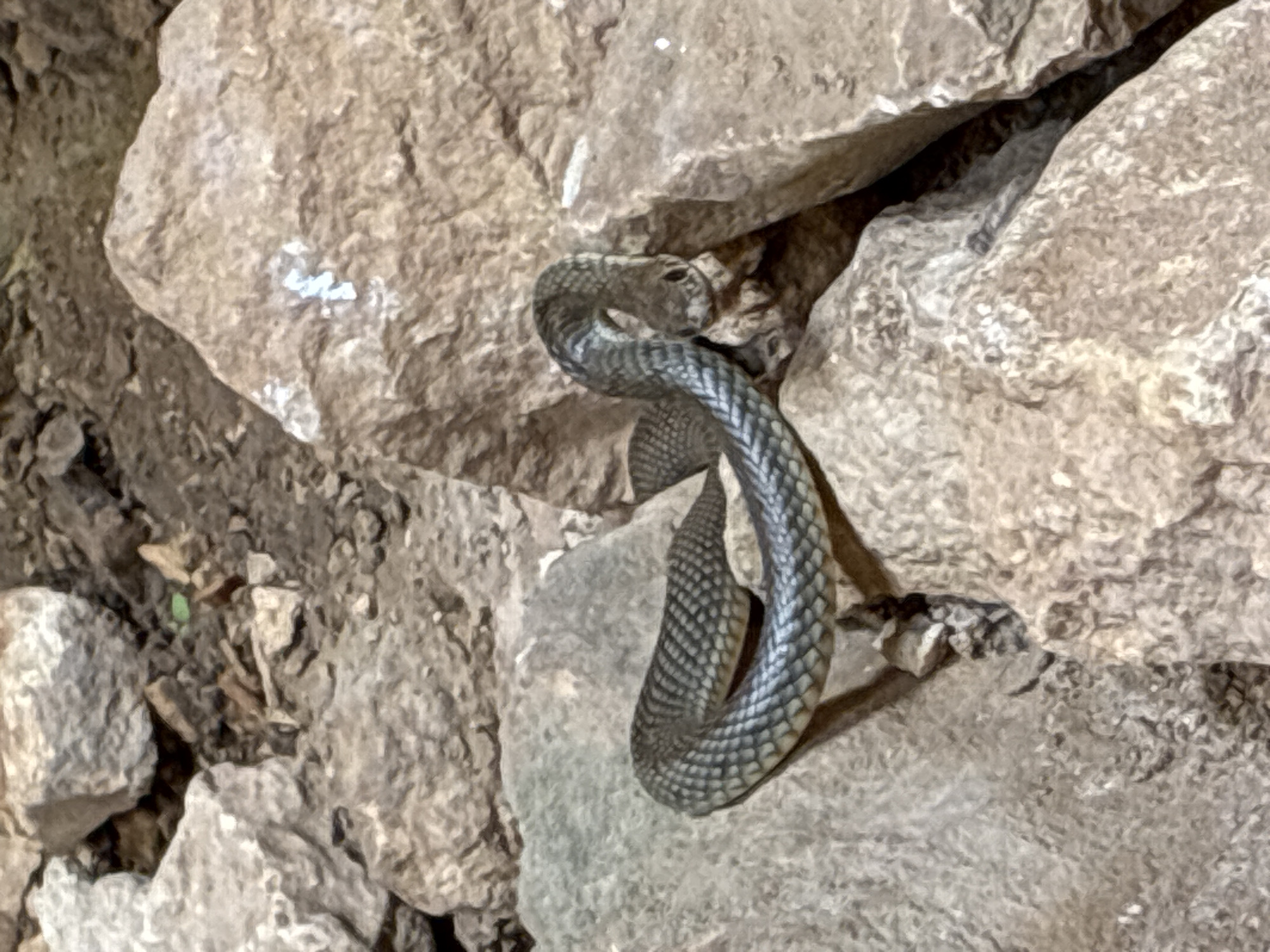 The image depicts a snake coiled on a rock formation. The snake is gray with a visible pattern of scales. It's positioned between and on top of several rocks. The location is likely Karlukovo, Bulgaria. The environment appears to be rocky terrain, potentially within a cave or grotto.