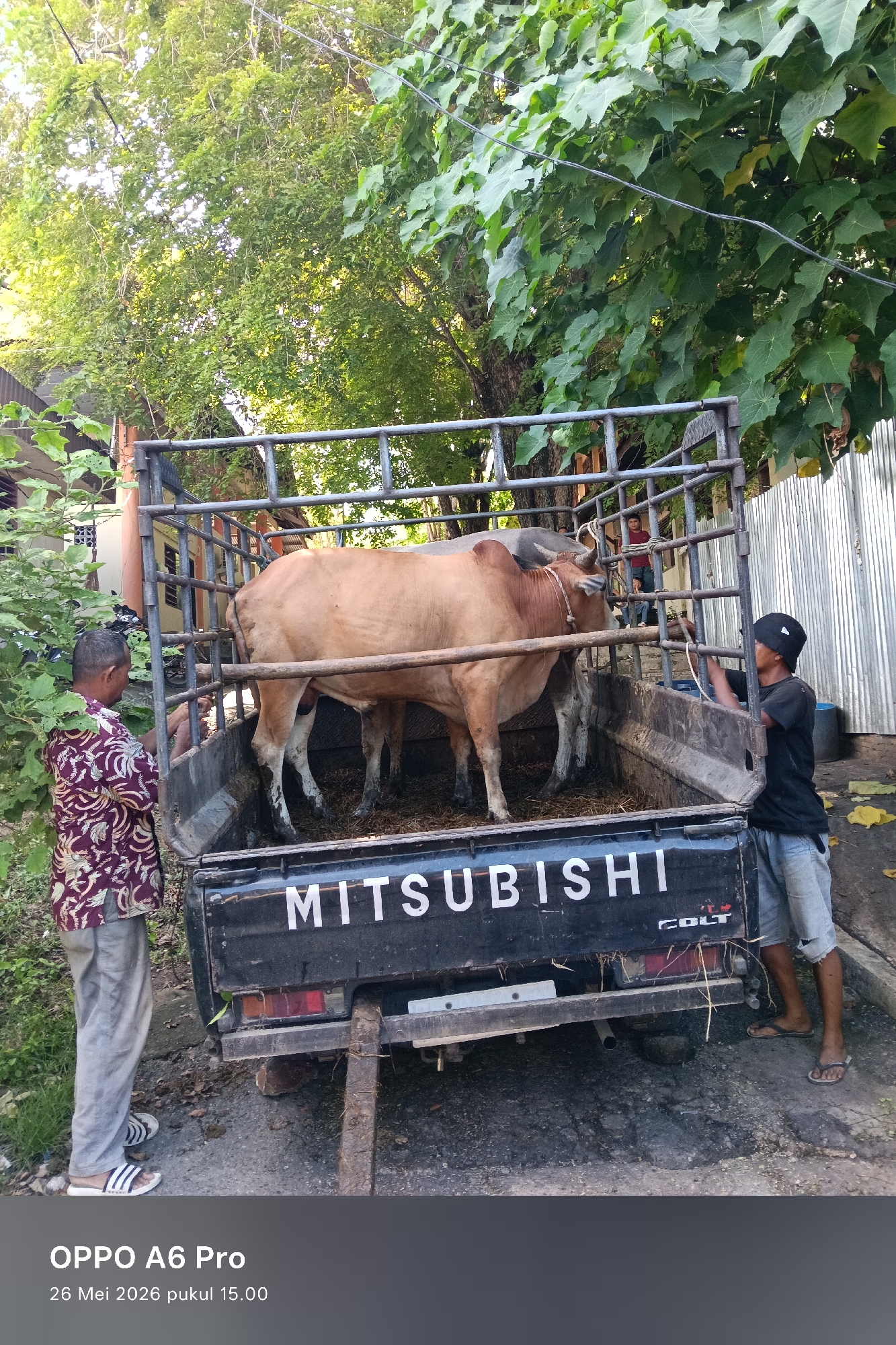 The image depicts a black Mitsubishi Colt pickup truck carrying two light brown cows in a caged bed. One man in a patterned maroon shirt and grey pants stands on the left side of the truck, while another man in a black shirt, denim shorts, and a baseball cap stands on the right side. Both men appear to be interacting with the truck or the cows. A third person is partially visible inside the truck bed. The setting includes foliage and a corrugated metal fence in the background, typical of a semi-urban environment. The image metadata indicates it was taken with an OPPO A6 Pro. The exact location within Lhokseumawe, Indonesia, is not discernible from the image, though the scene suggests a roadside or residential area.