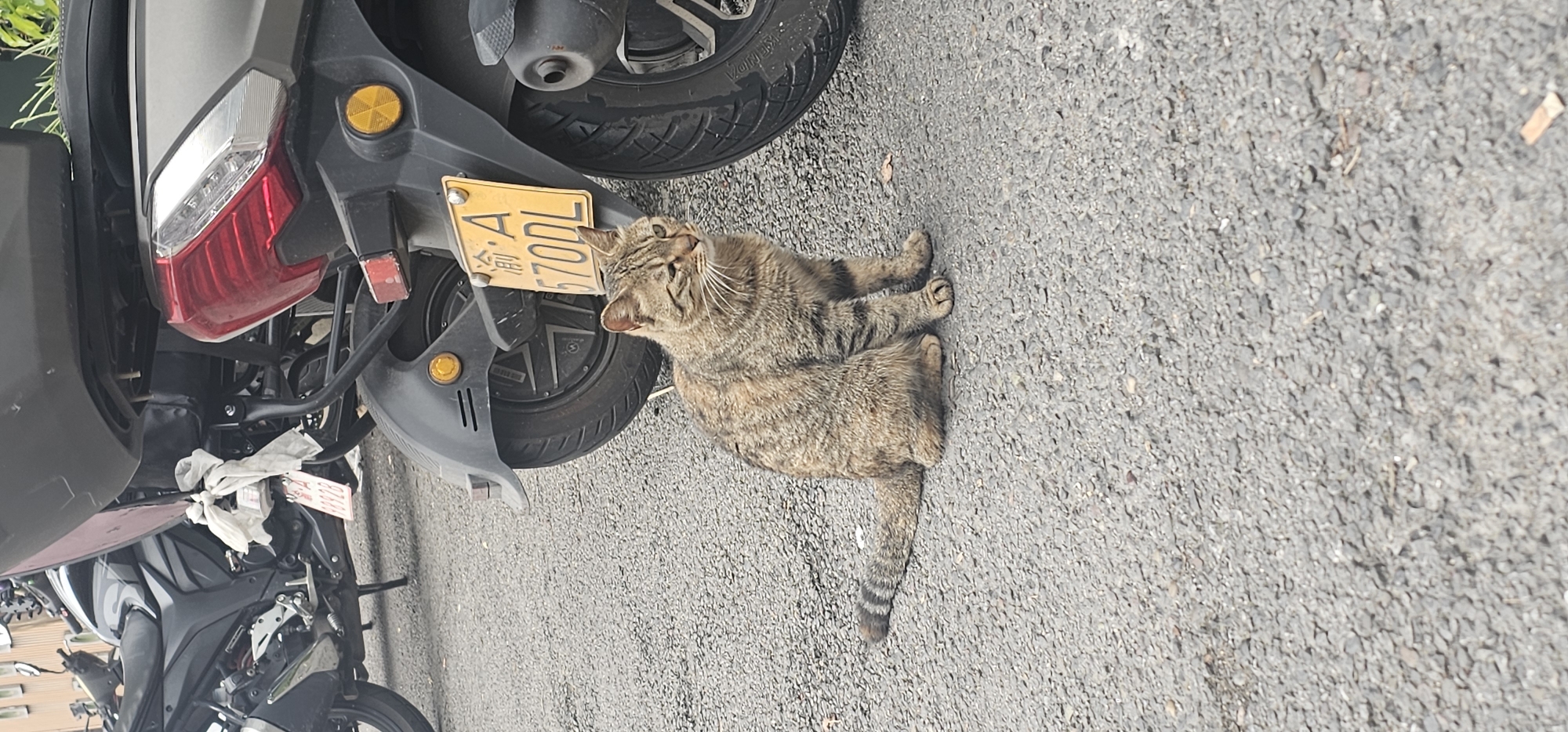 A domestic tabby cat lies on a paved surface next to a motor scooter in Jiulongpo District, China. The cat is partially under the scooter, near its license plate, which reads “渝A 670DL.” The scooter is parked with other motorcycles visible in the background. The surface appears to be asphalt.
